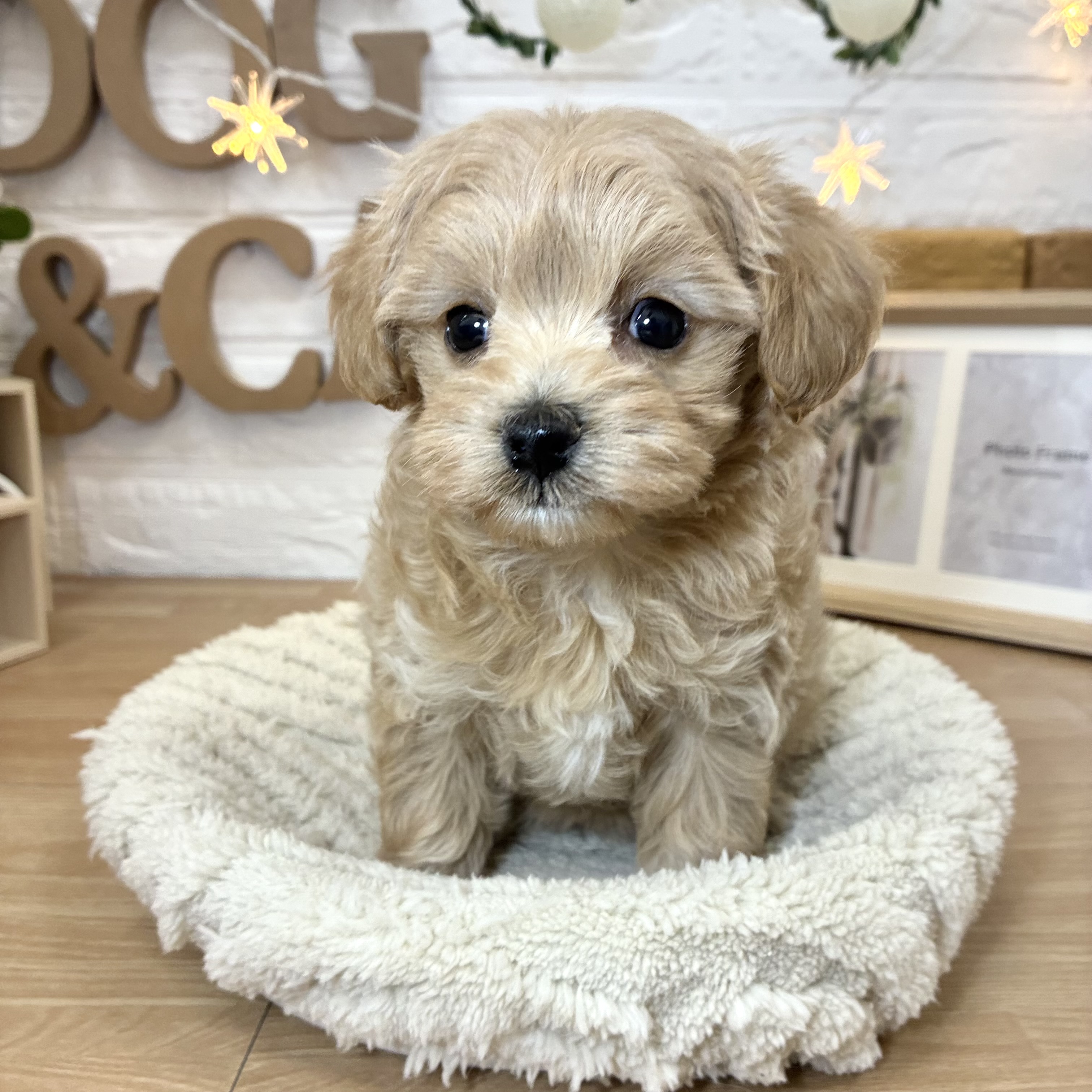 千葉県のマルプー(マルチーズ×プードル) (犬の家＆猫の里ワンズモール稲毛店/2026年3月31日生まれ/女の子/アプリコット)の子犬の2枚目の画像