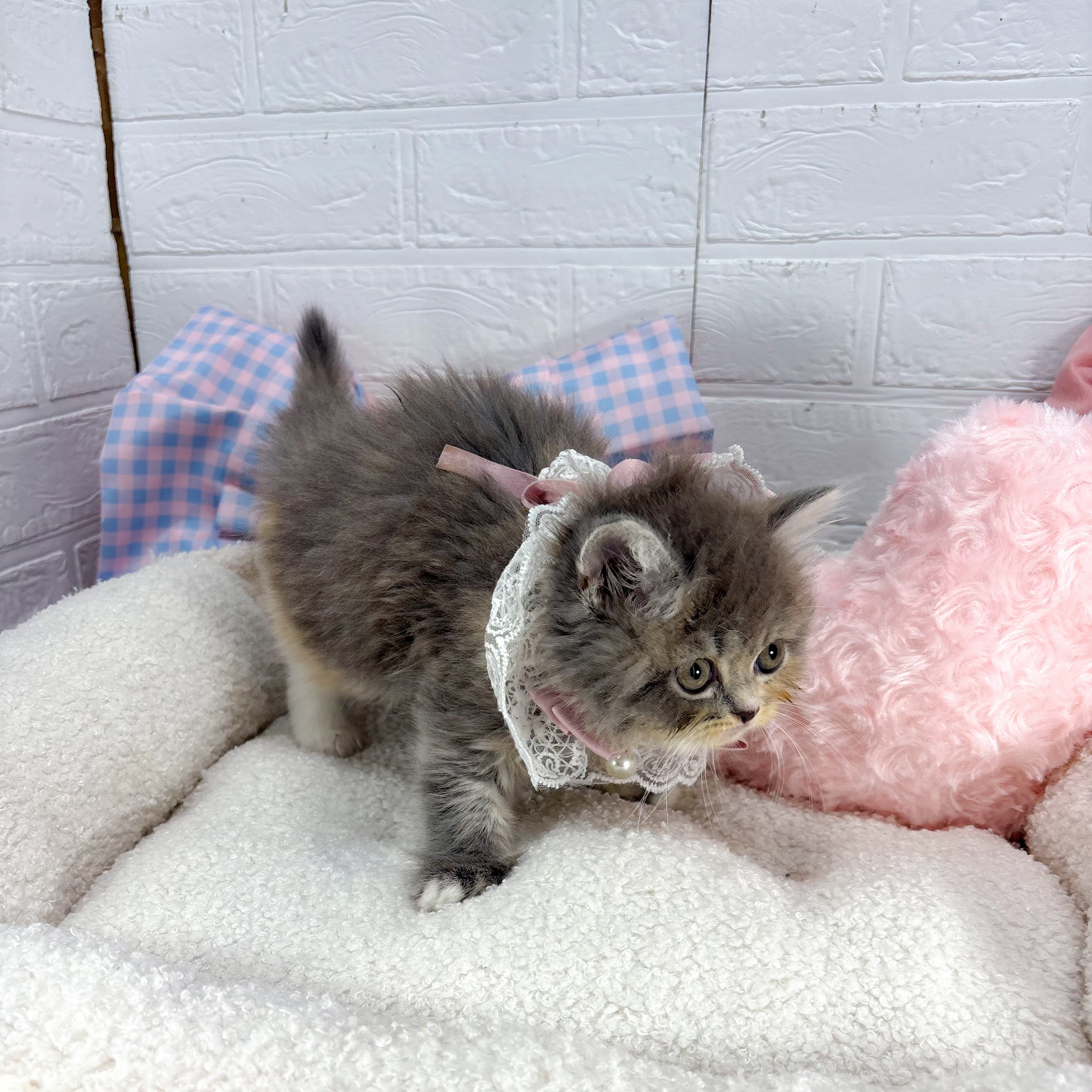 神奈川県のスコティッシュフォールド (犬の家＆猫の里元住吉ブレーメン通り店/2025年8月18日生まれ/女の子/ブルーパッチドタビーホワイト)の子猫の2枚目の画像