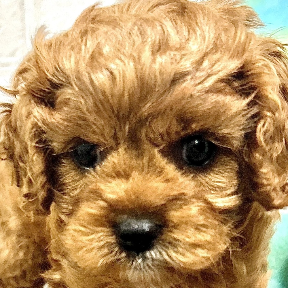 兵庫県のキャバプー(キャバリア×プードル) (犬の家＆猫の里ニッケパークタウン加古川店/2025年8月29日生まれ/女の子/レッドホワイト)の子犬の1枚目の画像