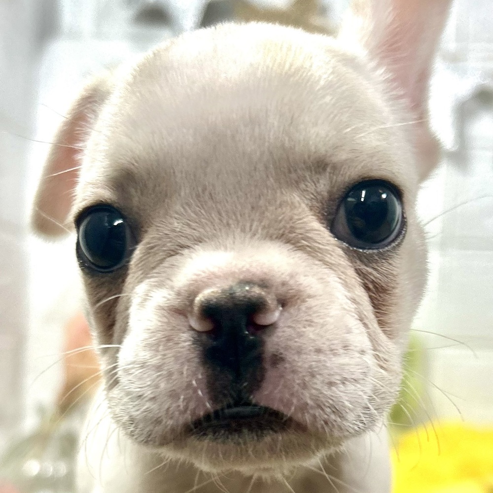 兵庫県のフレンチブルドッグ (犬の家＆猫の里ニッケパークタウン加古川店/2025年8月30日生まれ/女の子/クリーム)の子犬の1枚目の画像