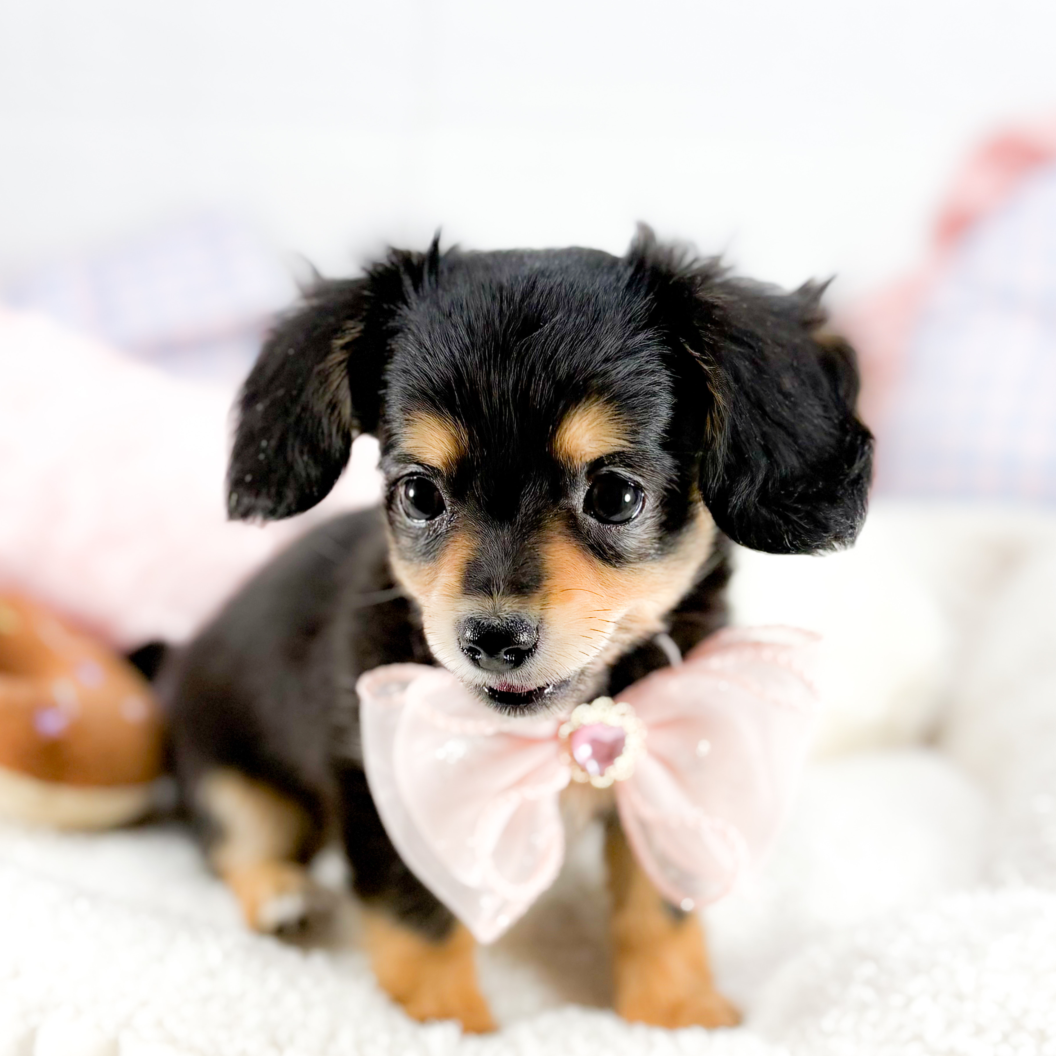 神奈川県のチワックス(チワワ×ダックス) (犬の家＆猫の里元住吉ブレーメン通り店/2025年9月11日生まれ/女の子/ブラックタン)の子犬の2枚目の画像