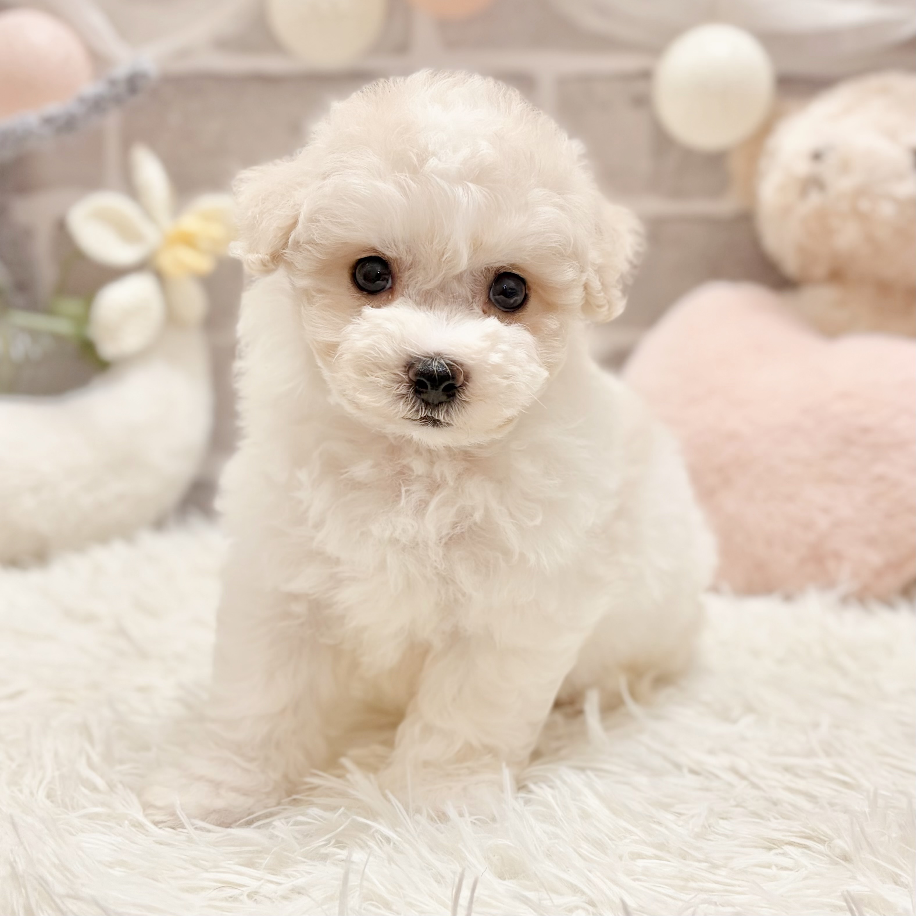 兵庫県のハーフ犬・ミックス犬 (犬の家＆猫の里神戸店/2026年5月23日生まれ/女の子/クリームホワイト)の子犬の2枚目の画像