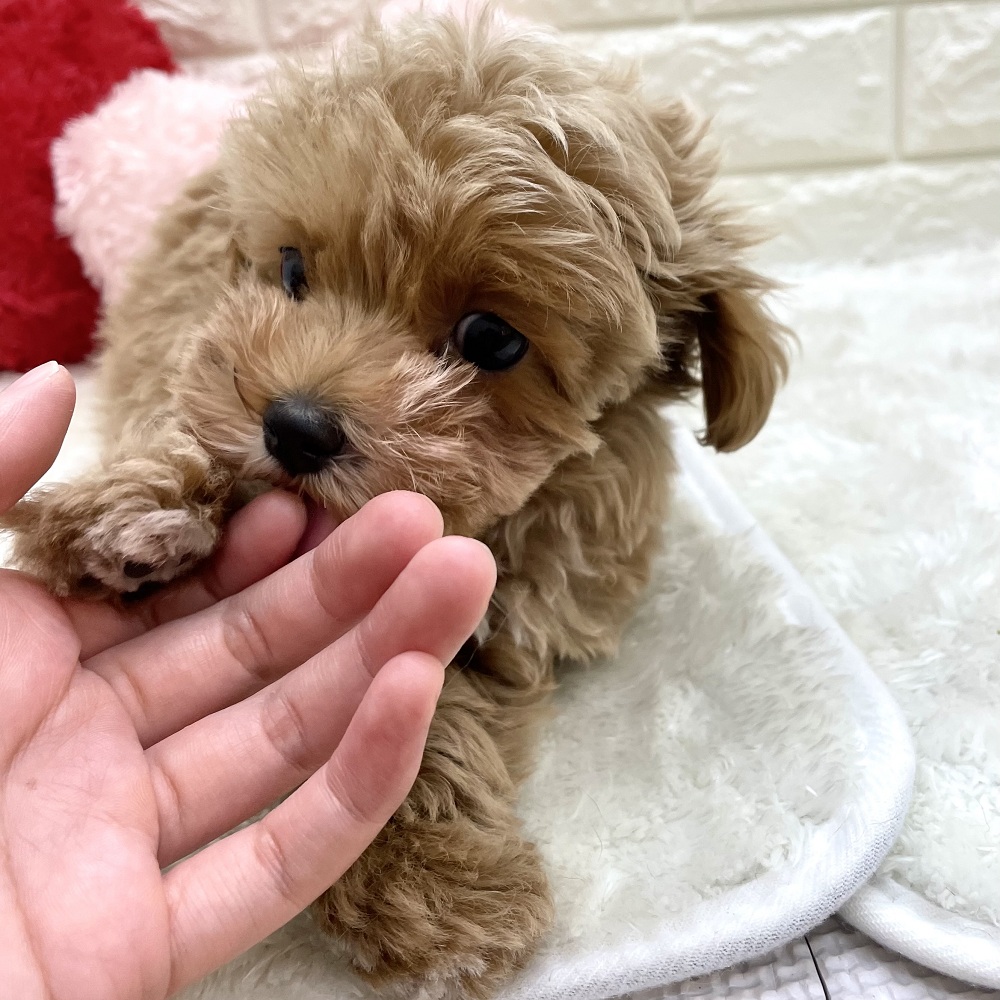 愛知県のマルプー(マルチーズ×プードル) (犬の家＆猫の里アミーゴ神の倉店/2026年6月26日生まれ/女の子/アプリコットホワイト)の子犬の2枚目の画像