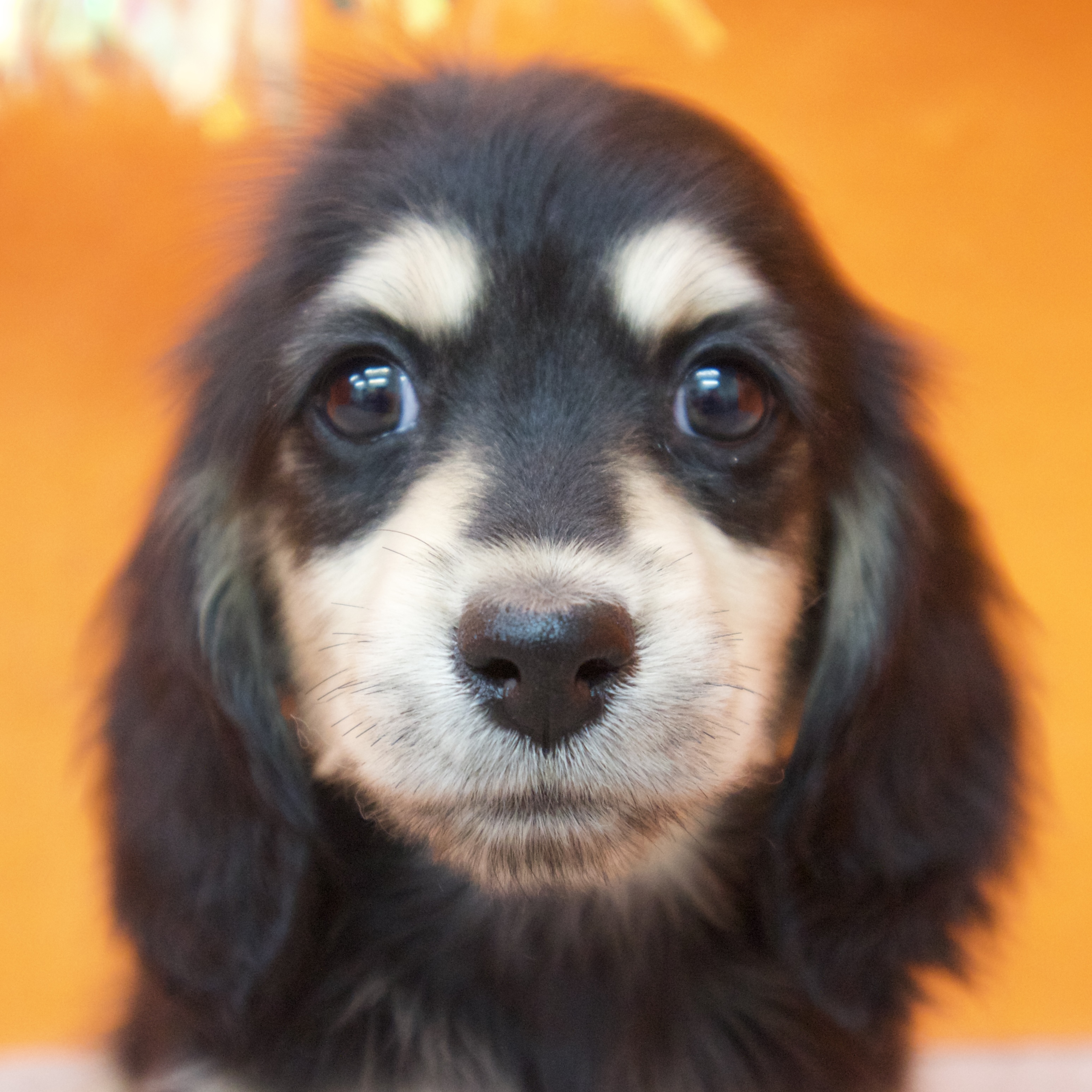 ミニチュアダックス女の子の写真