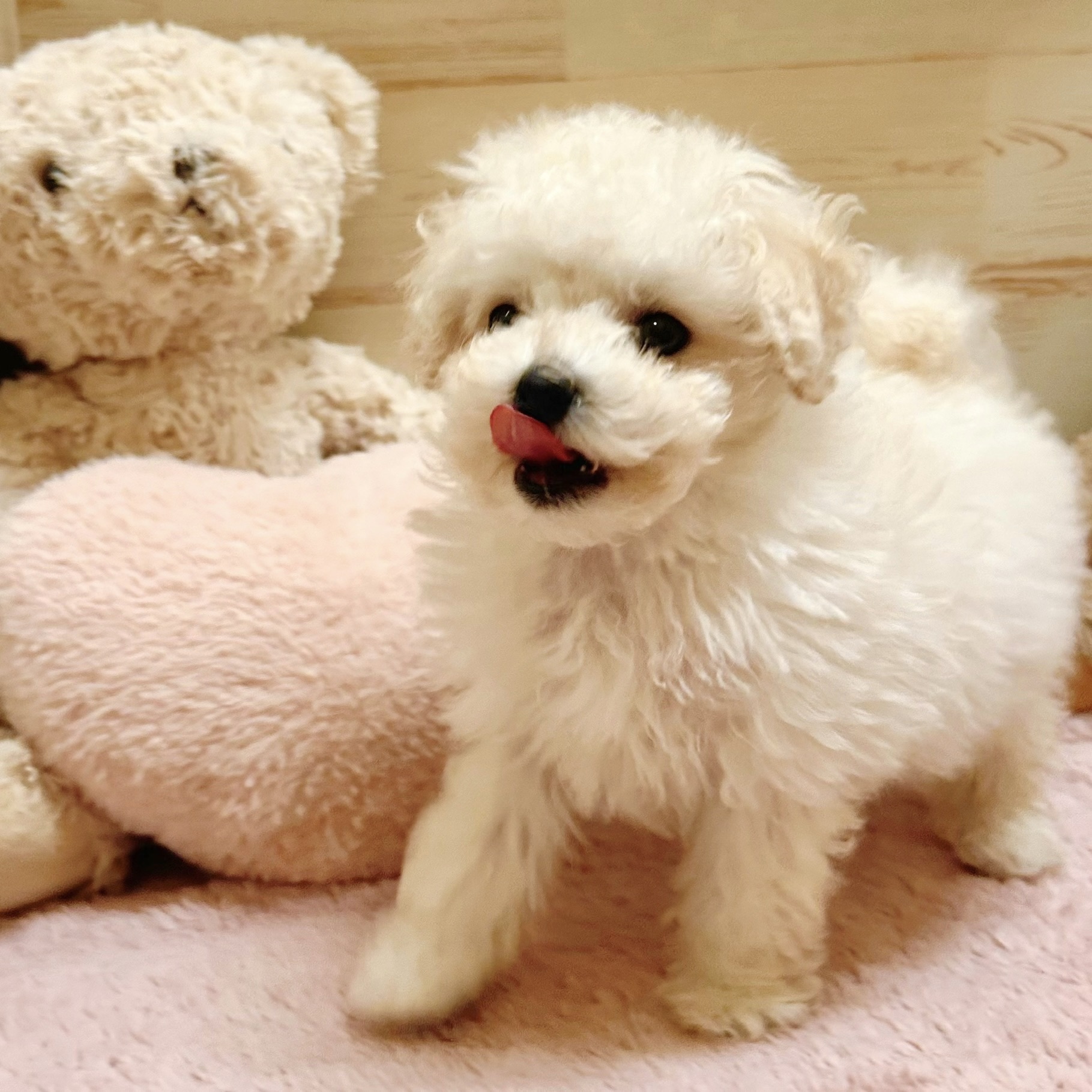 兵庫県のトイプードル(ティーカップ) (犬の家＆猫の里神戸店/2025年10月30日生まれ/男の子/ペールフォーン)の子犬の2枚目の画像