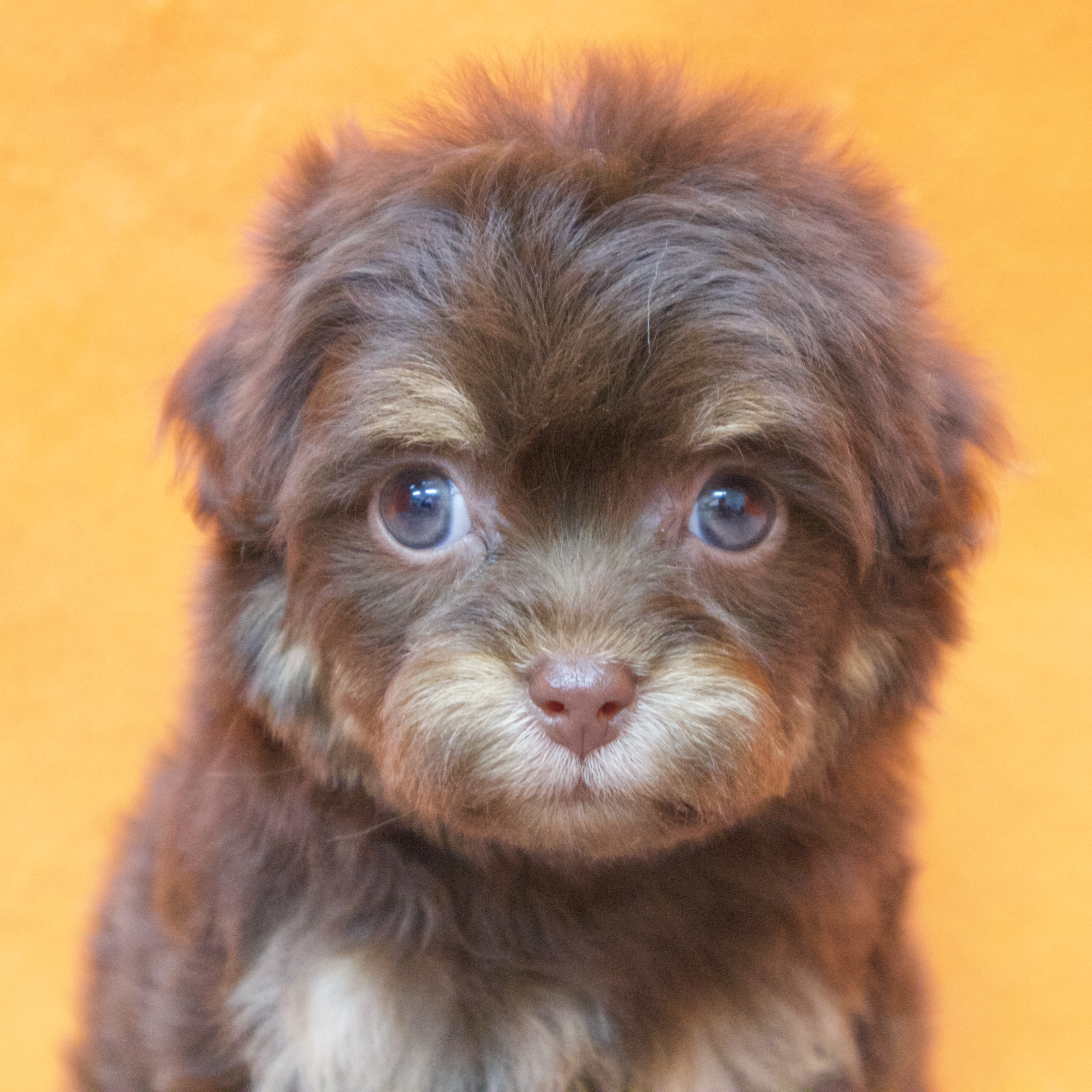 ハーフ犬女の子の写真