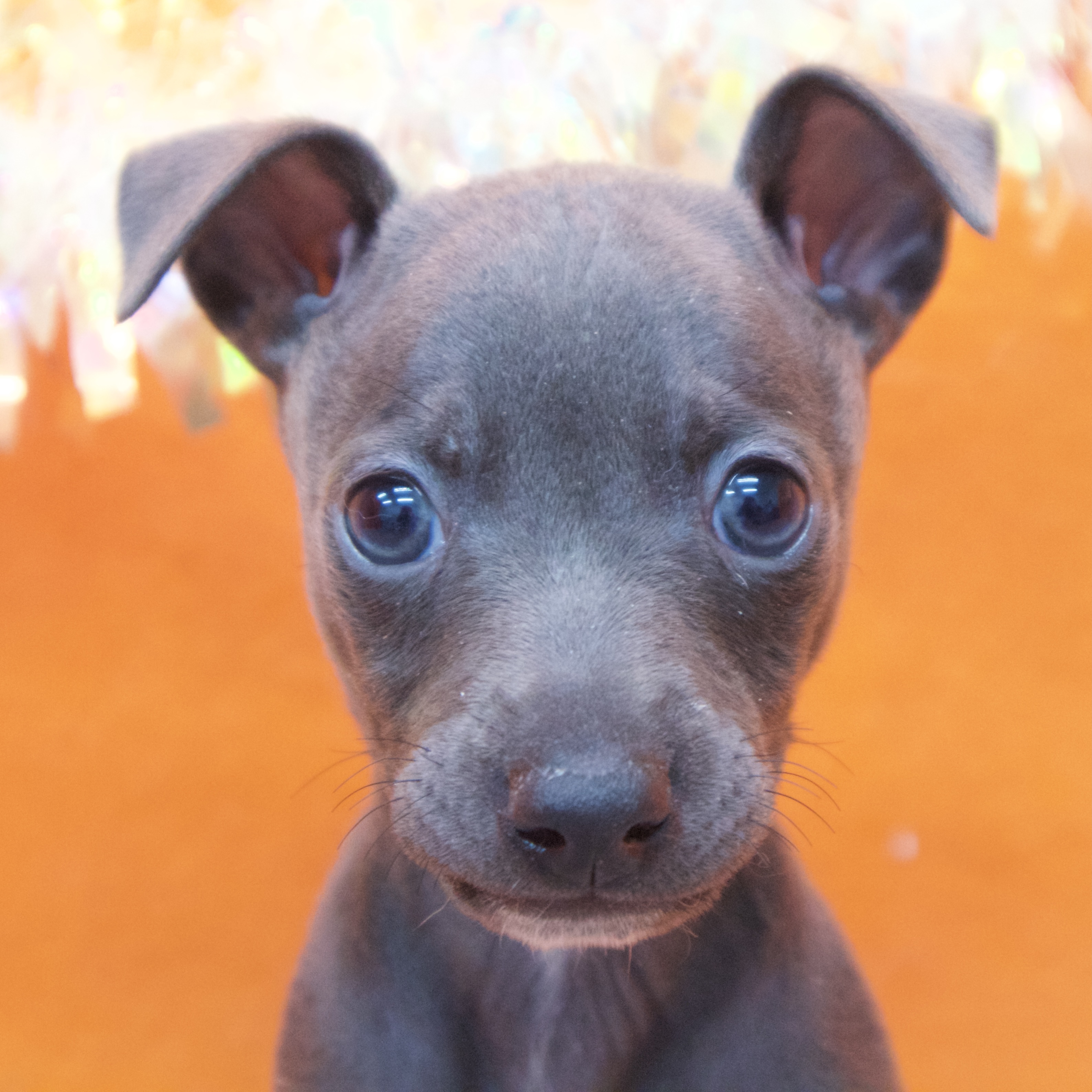 イタリアングレーハウンド男の子の写真