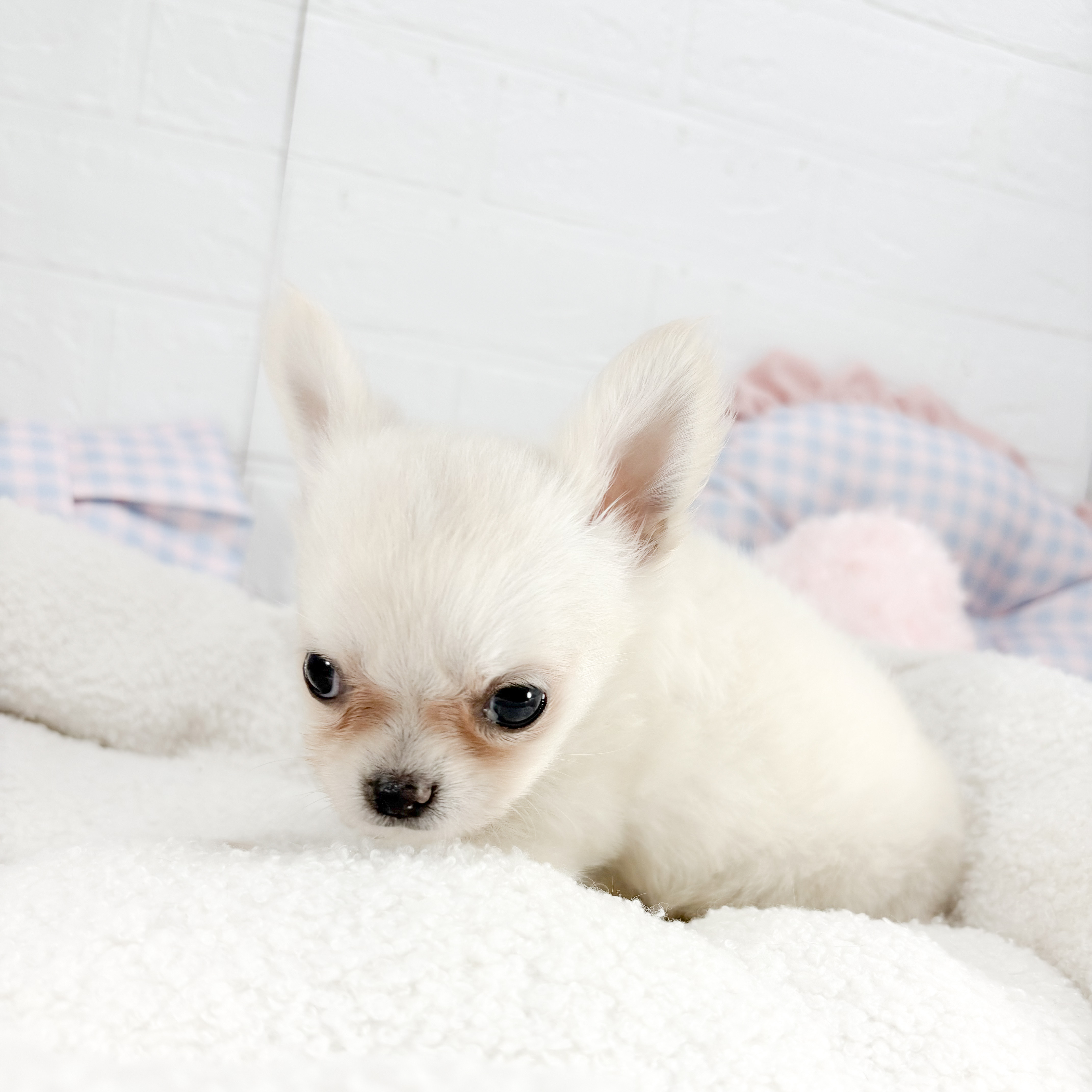 神奈川県のチワワ(ロング) (犬の家＆猫の里元住吉ブレーメン通り店/2025年8月19日生まれ/男の子/クリーム)の子犬の2枚目の画像