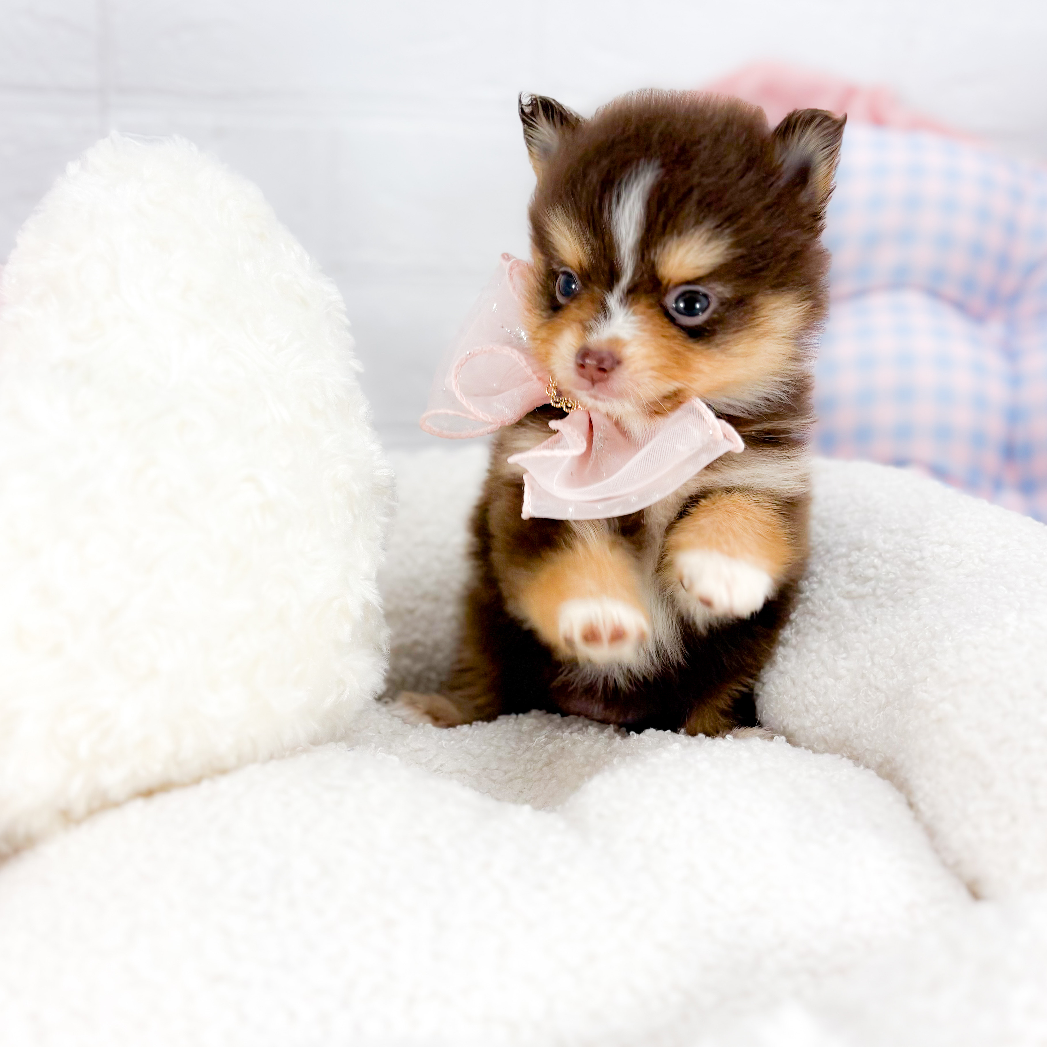 神奈川県のポメラニアン (犬の家＆猫の里元住吉ブレーメン通り店/2025年9月16日生まれ/女の子/チョコレートタンホワイト)の子犬の2枚目の画像