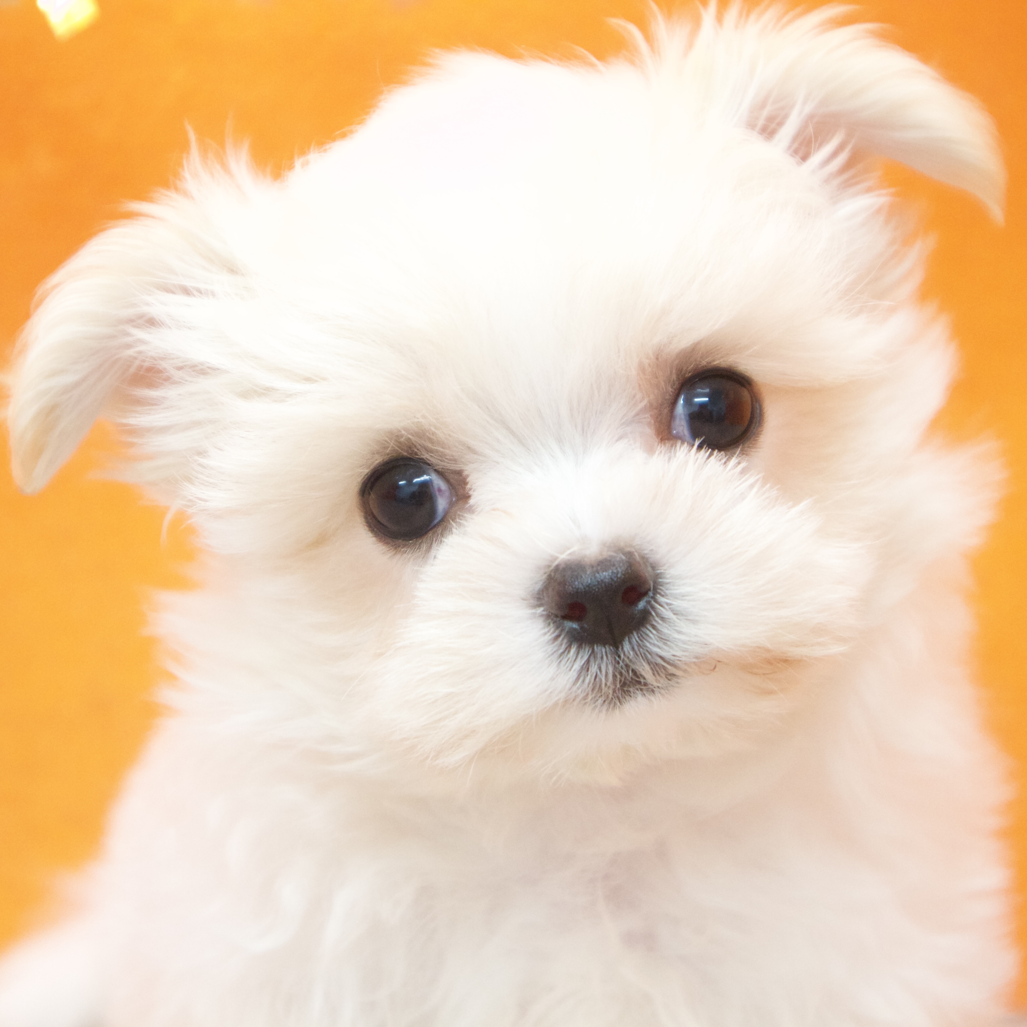 大阪府のチワマル/マルチワ(チワワ×マルチーズ) (犬の家＆猫の里吹田店/2025年10月25日生まれ/女の子/ホワイトクリーム)の子犬の1枚目の画像