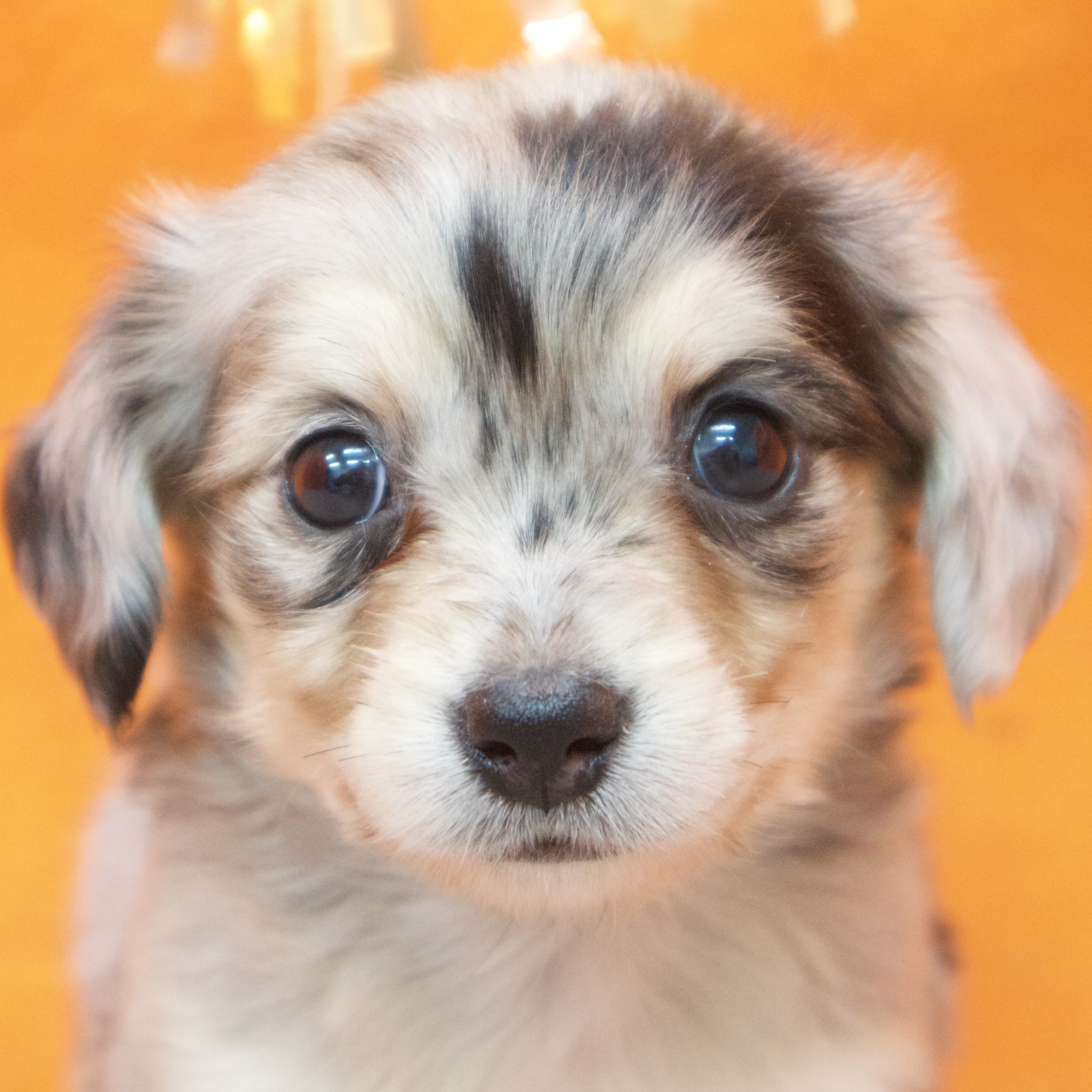 大阪府のチワックス(チワワ×ダックス) (犬の家＆猫の里吹田店/2025年10月29日生まれ/女の子/ブルーマール)の子犬