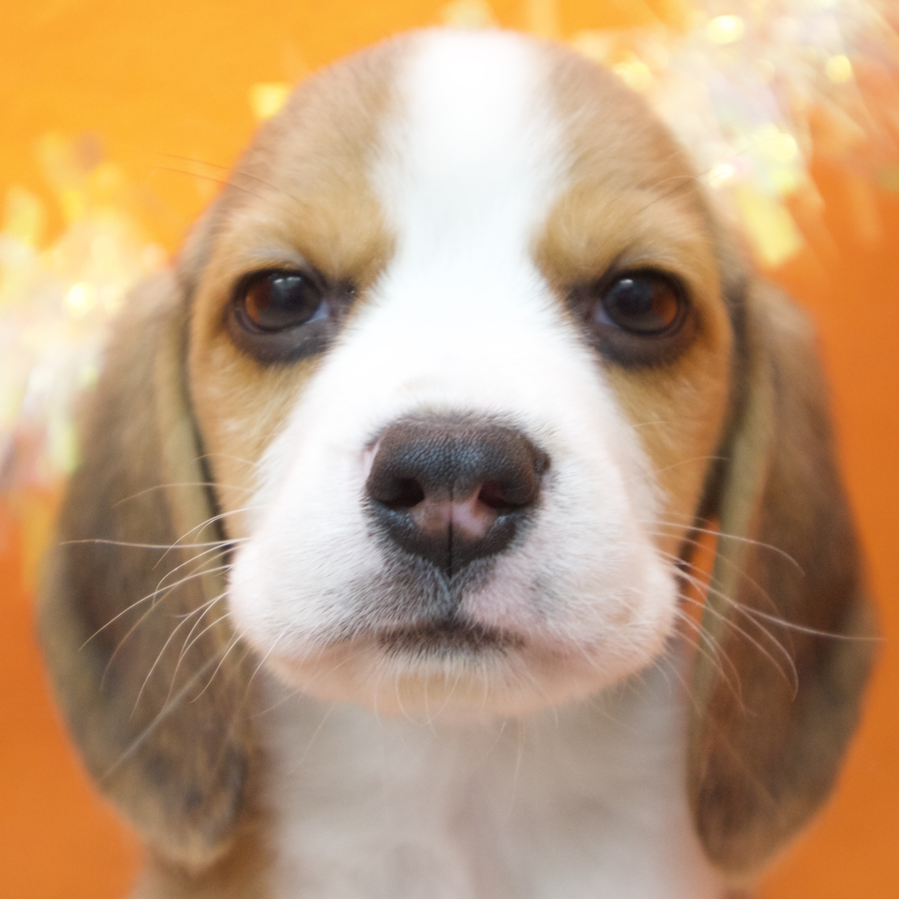 大阪府のビーグル (犬の家＆猫の里吹田店/2025年10月30日生まれ/男の子/ブラックタンホワイト)の子犬