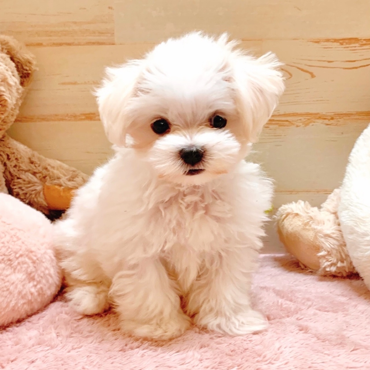 兵庫県のマルチーズ (犬の家＆猫の里神戸店/2025年5月11日生まれ/男の子/ホワイト)の子犬の2枚目の画像
