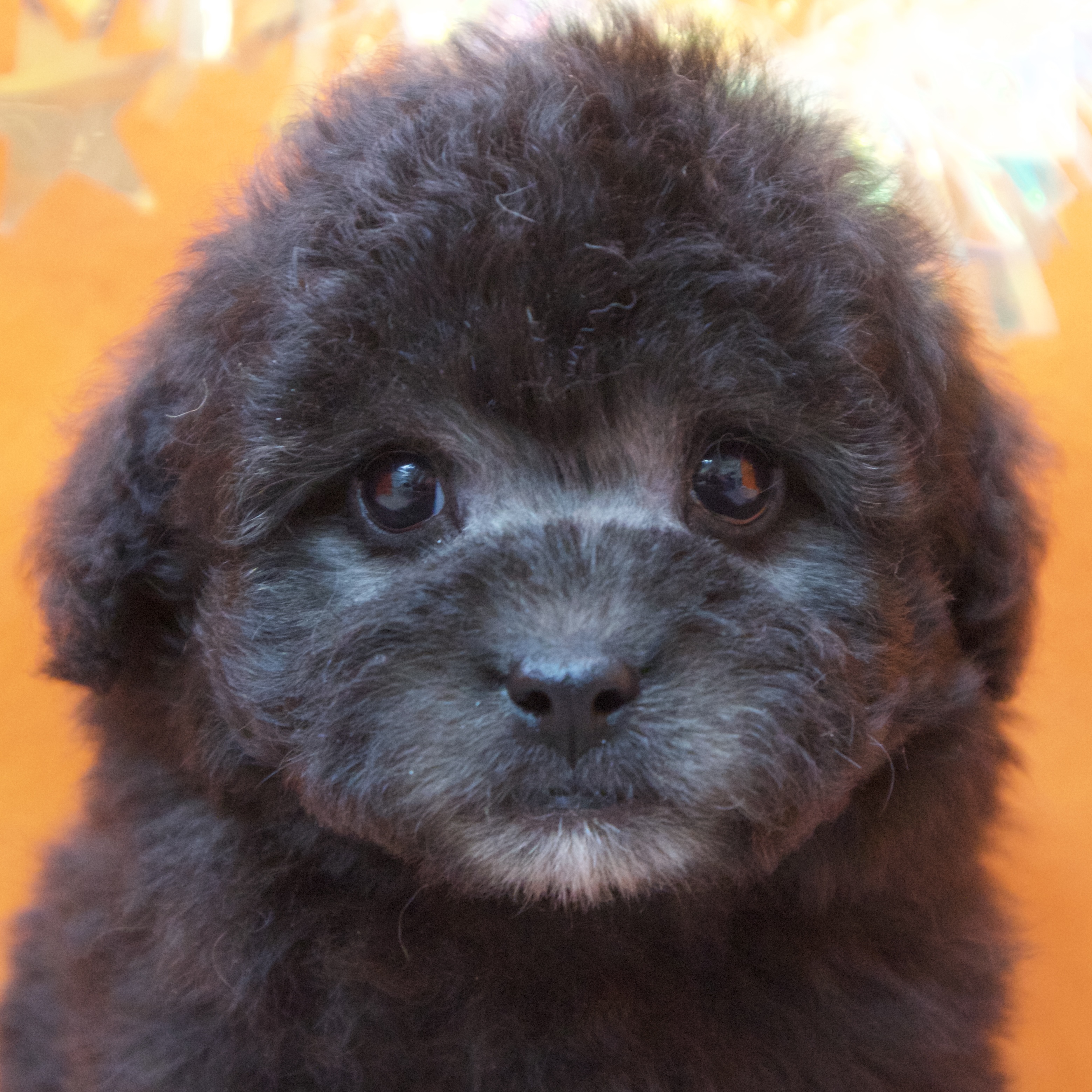 大阪府のトイプードル(トイ) (犬の家＆猫の里吹田店/2025年11月1日生まれ/男の子/グレー)の子犬