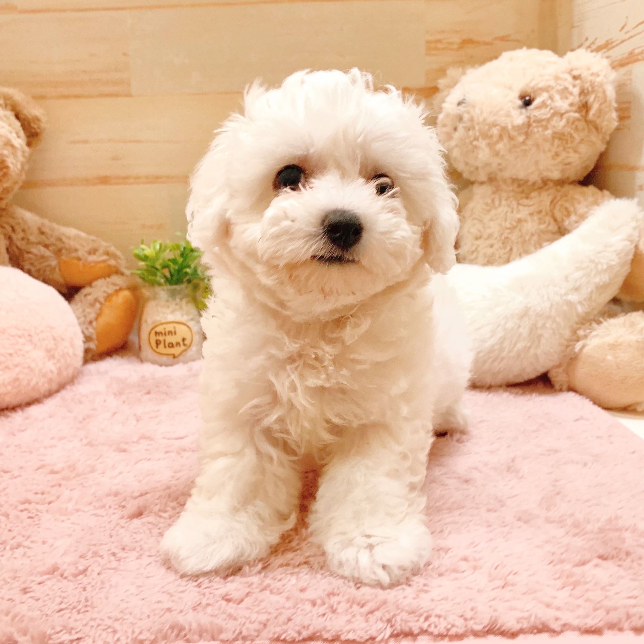 兵庫県のビションフリーゼ (犬の家＆猫の里神戸店/2025年5月12日生まれ/女の子/ホワイト)の子犬の1枚目の画像