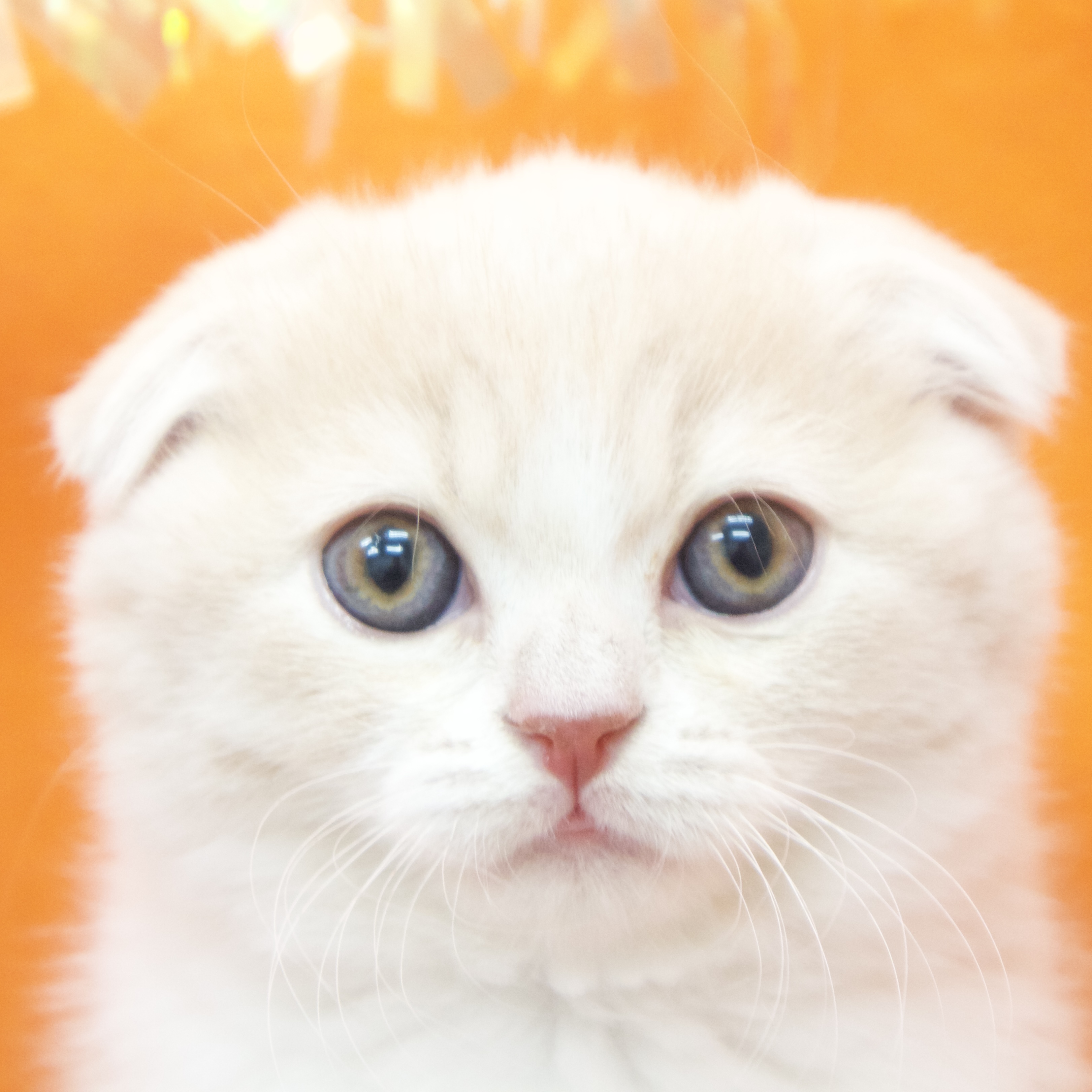 大阪府のスコティッシュフォールド (犬の家＆猫の里吹田店/2025年10月28日生まれ/男の子/クリームタビーホワイト)の子猫