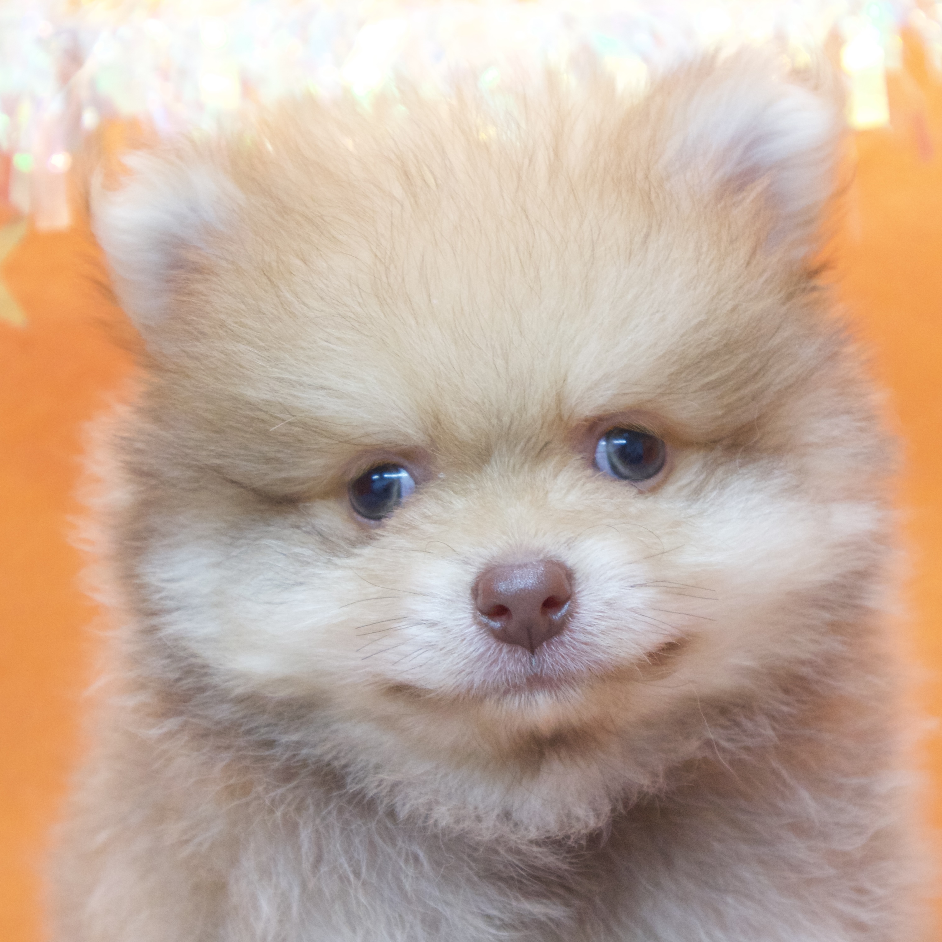 大阪府のポメラニアン (犬の家＆猫の里吹田店/2025年11月8日生まれ/男の子/ビーバー)の子犬