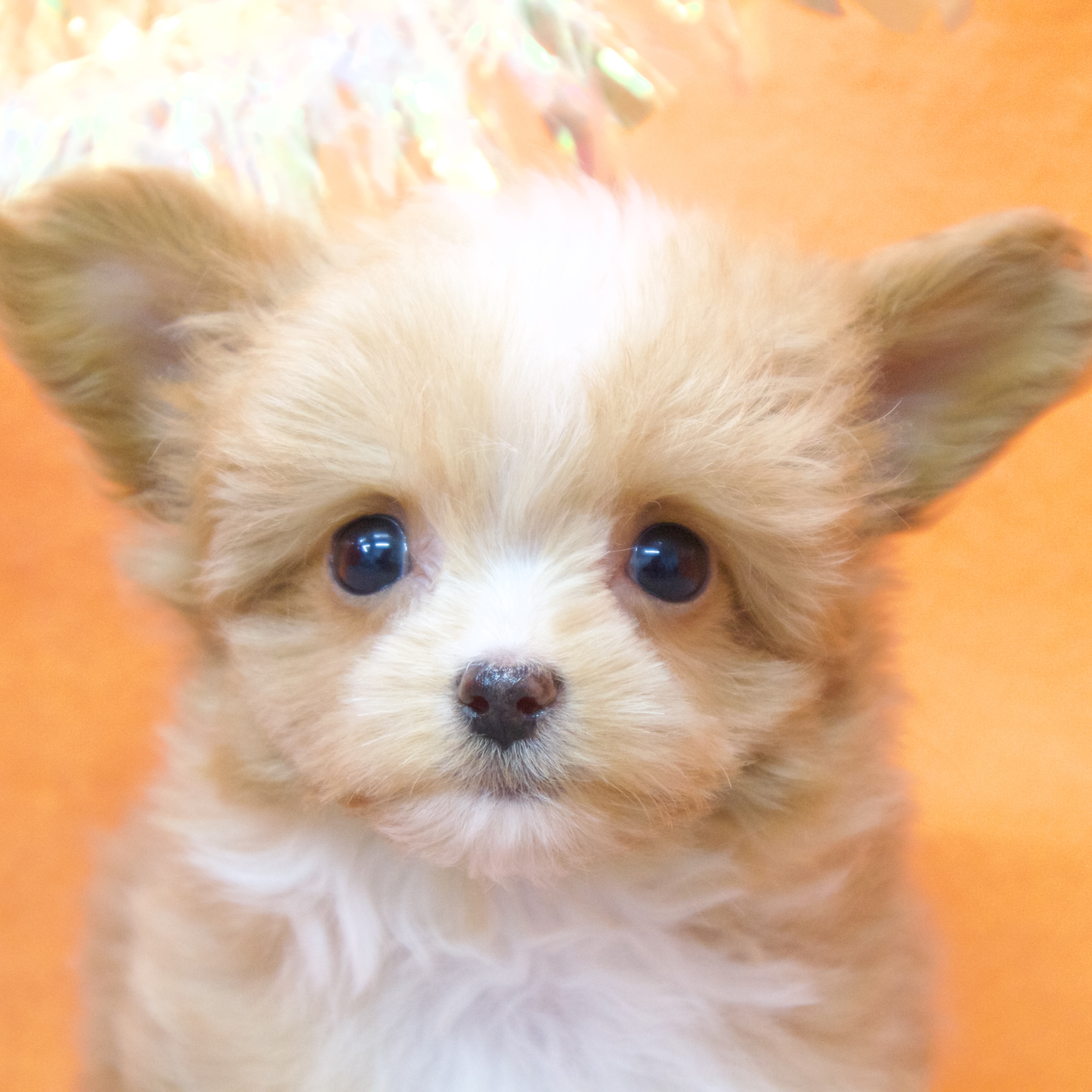 大阪府のチワプー/プーチー(チワワ×プードル) (犬の家＆猫の里吹田店/2025年10月29日生まれ/女の子/レッドホワイト)の子犬