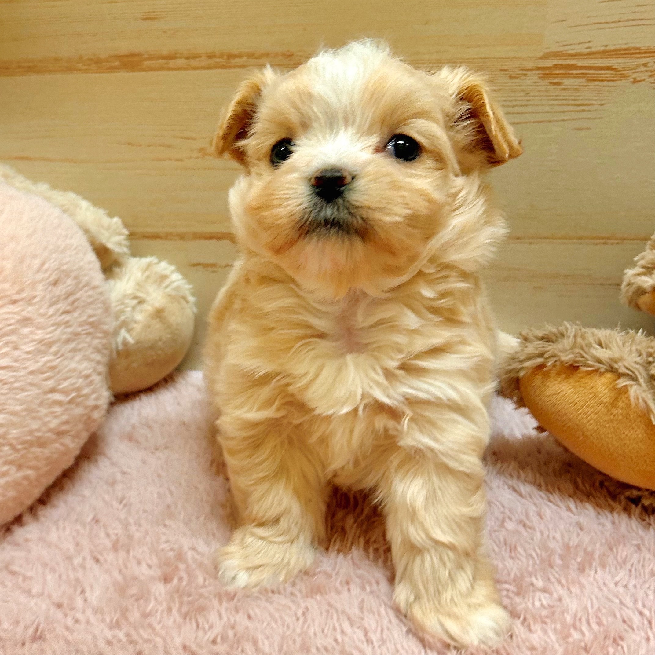 兵庫県のマルプー(マルチーズ×プードル) (犬の家＆猫の里神戸店/2025年11月9日生まれ/男の子/クリーム)の子犬の2枚目の画像