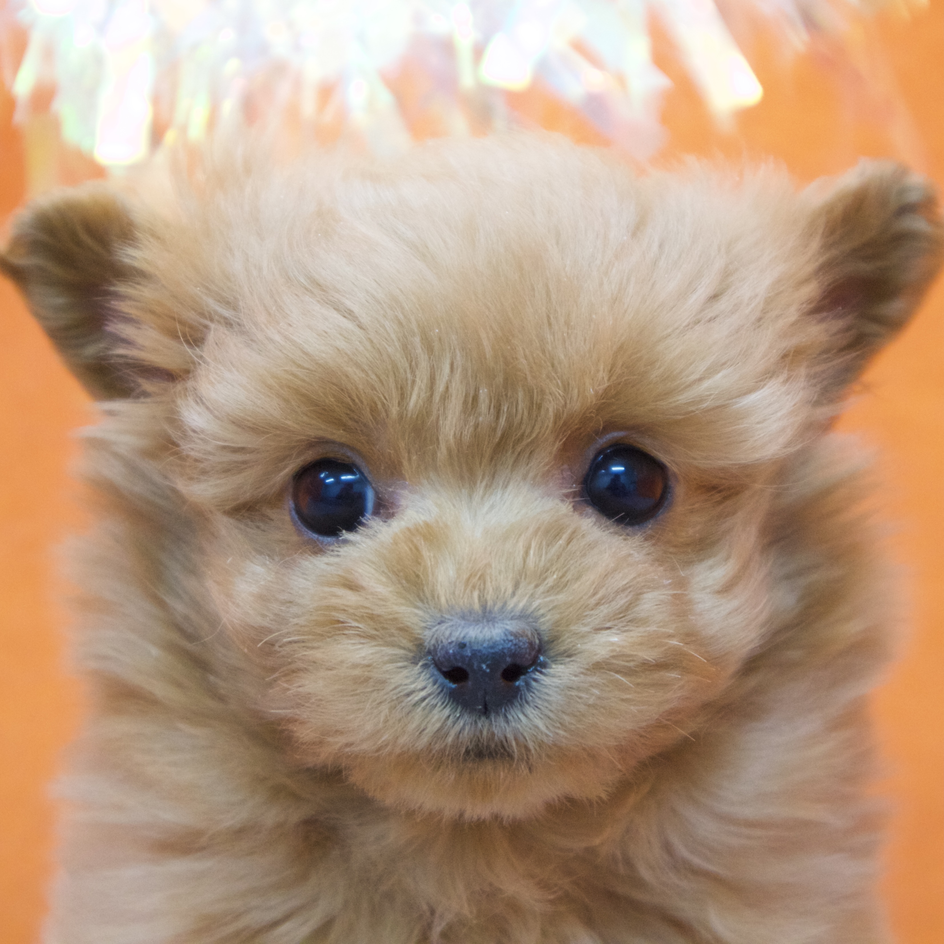 大阪府のポメプー(ポメラニアン×プードル) (犬の家＆猫の里吹田店/2025年11月12日生まれ/女の子/レッド)の子犬