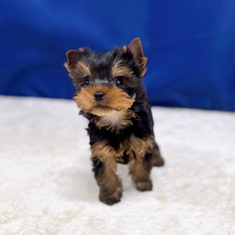 愛知県のヨークシャーテリア (犬の家＆猫の里一宮店/2025年8月19日生まれ/男の子/スチールブルータン)の子犬の2枚目の画像