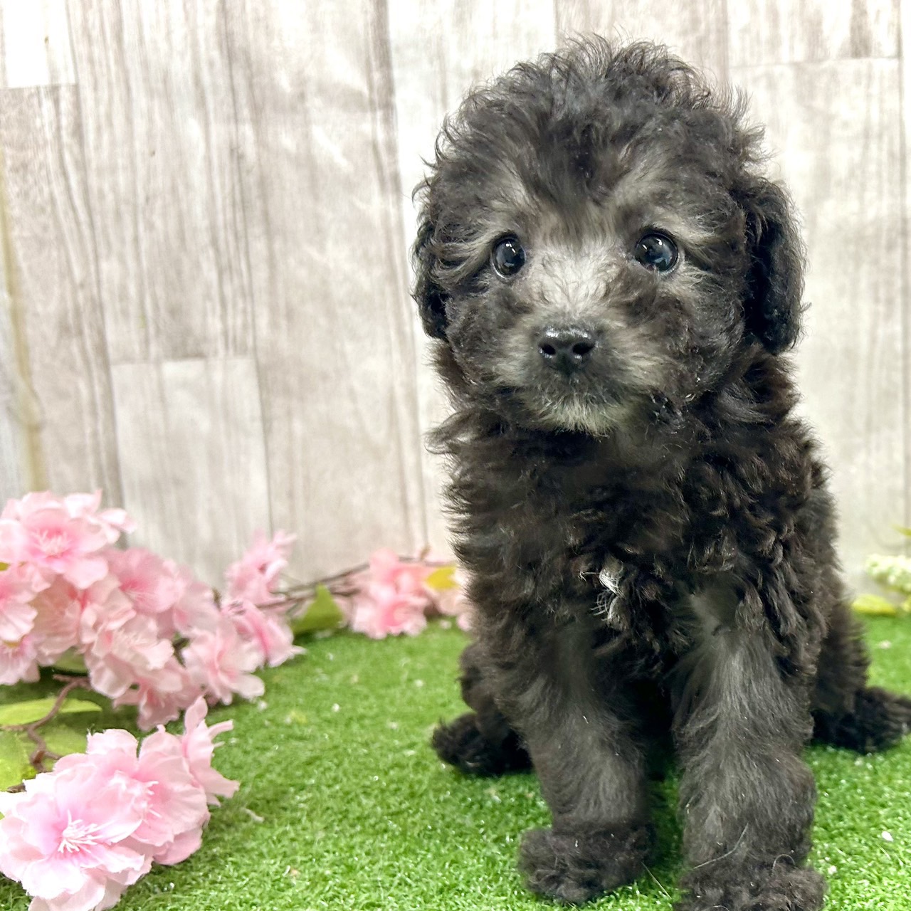 神奈川県のトイプードル(トイ) (犬の家＆猫の里小田原店/2026年2月9日生まれ/女の子/シルバー)の子犬の1枚目の画像