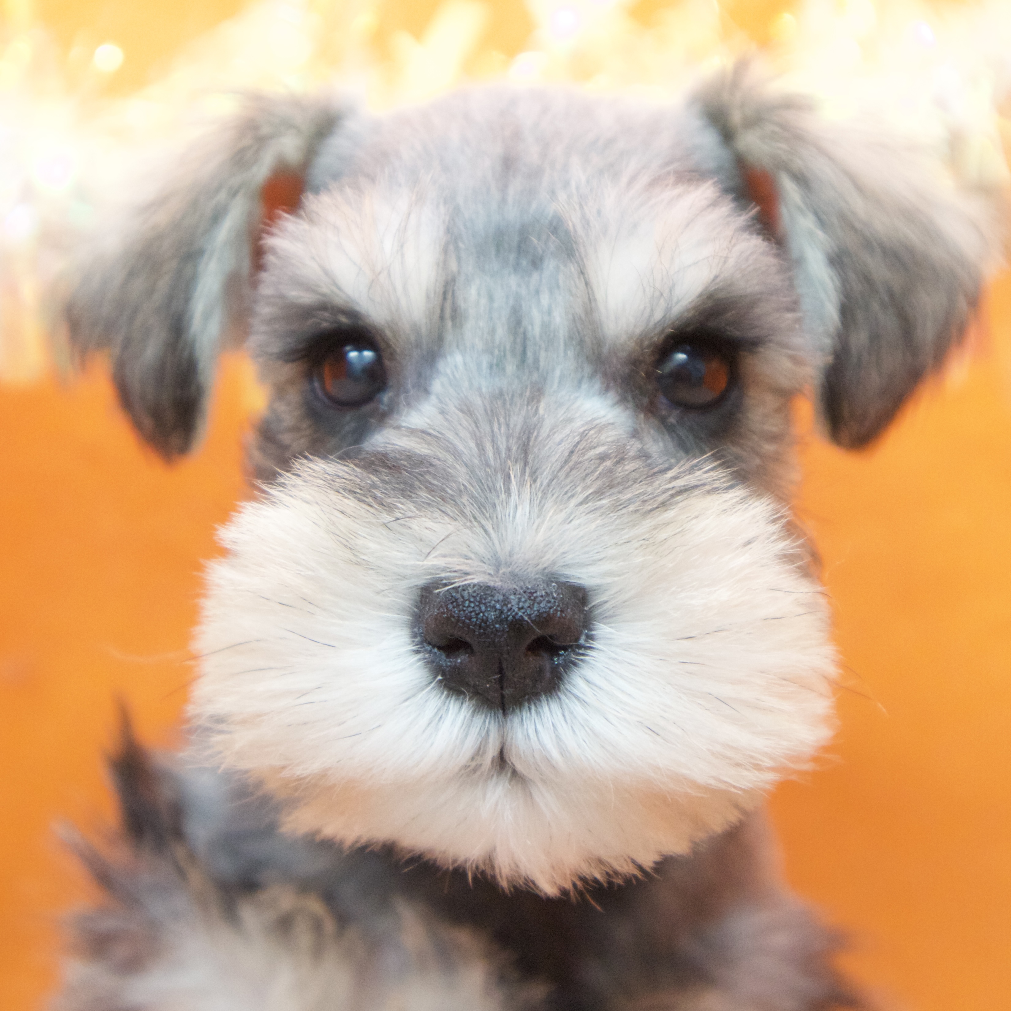 ミニチュアシュナウザー男の子の写真