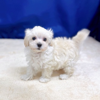 愛知県のマルプー(マルチーズ×プードル) (犬の家＆猫の里一宮店/2025年8月20日生まれ/男の子/クリーム)の子犬の2枚目の画像