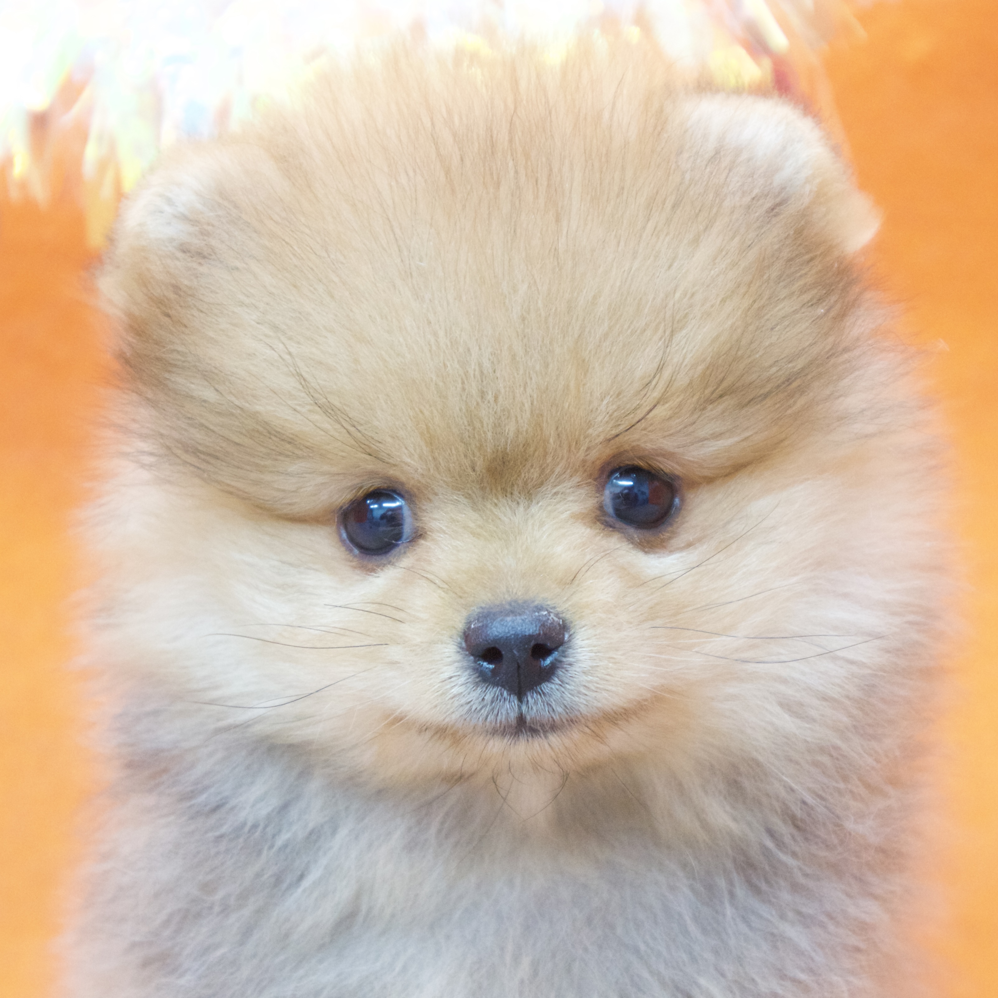 ポメラニアン女の子の写真