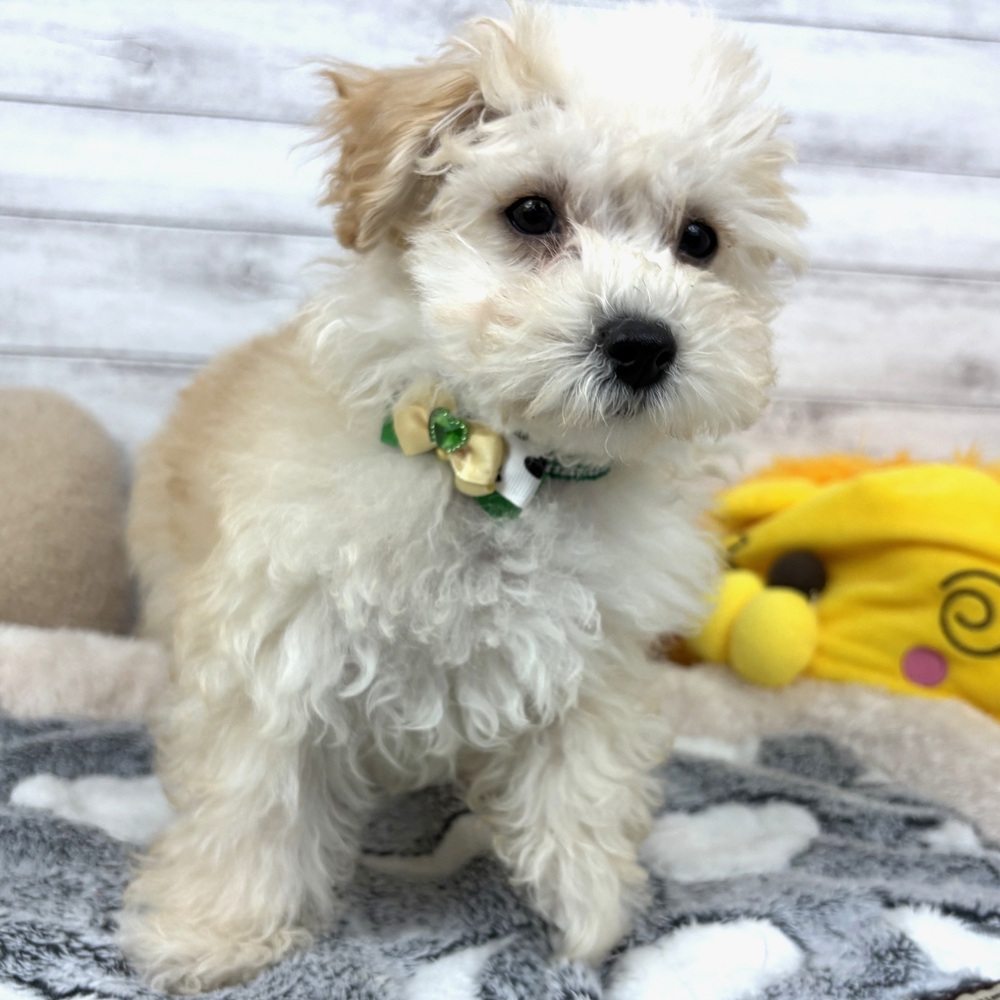 兵庫県のマルプー(マルチーズ×プードル) (犬の家＆猫の里川西店/2026年1月9日生まれ/男の子/クリーム)の子犬の2枚目の画像