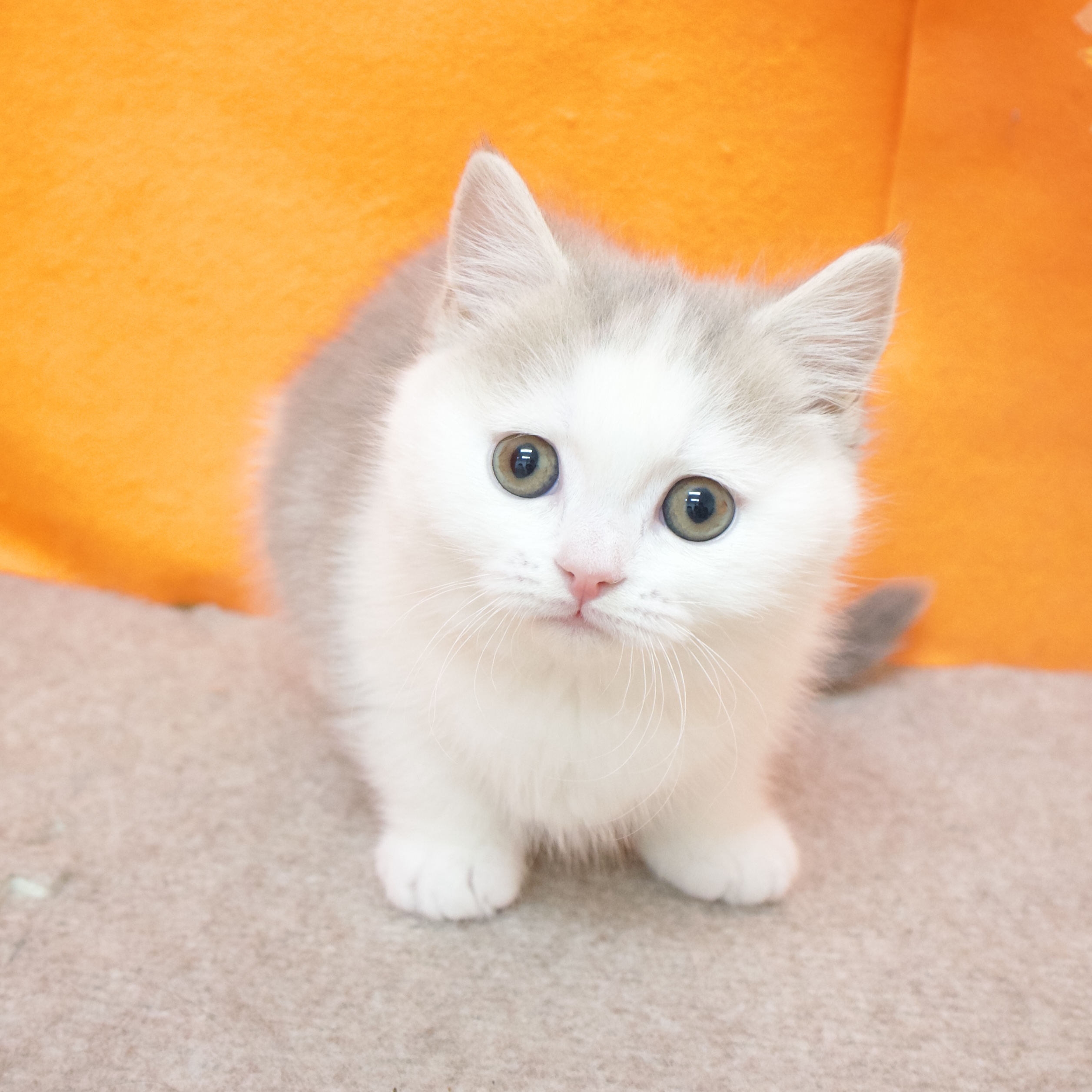 大阪府のマンチカン (犬の家＆猫の里吹田店/2025年11月30日生まれ/女の子/ブルータビーホワイト)の子猫の2枚目の画像