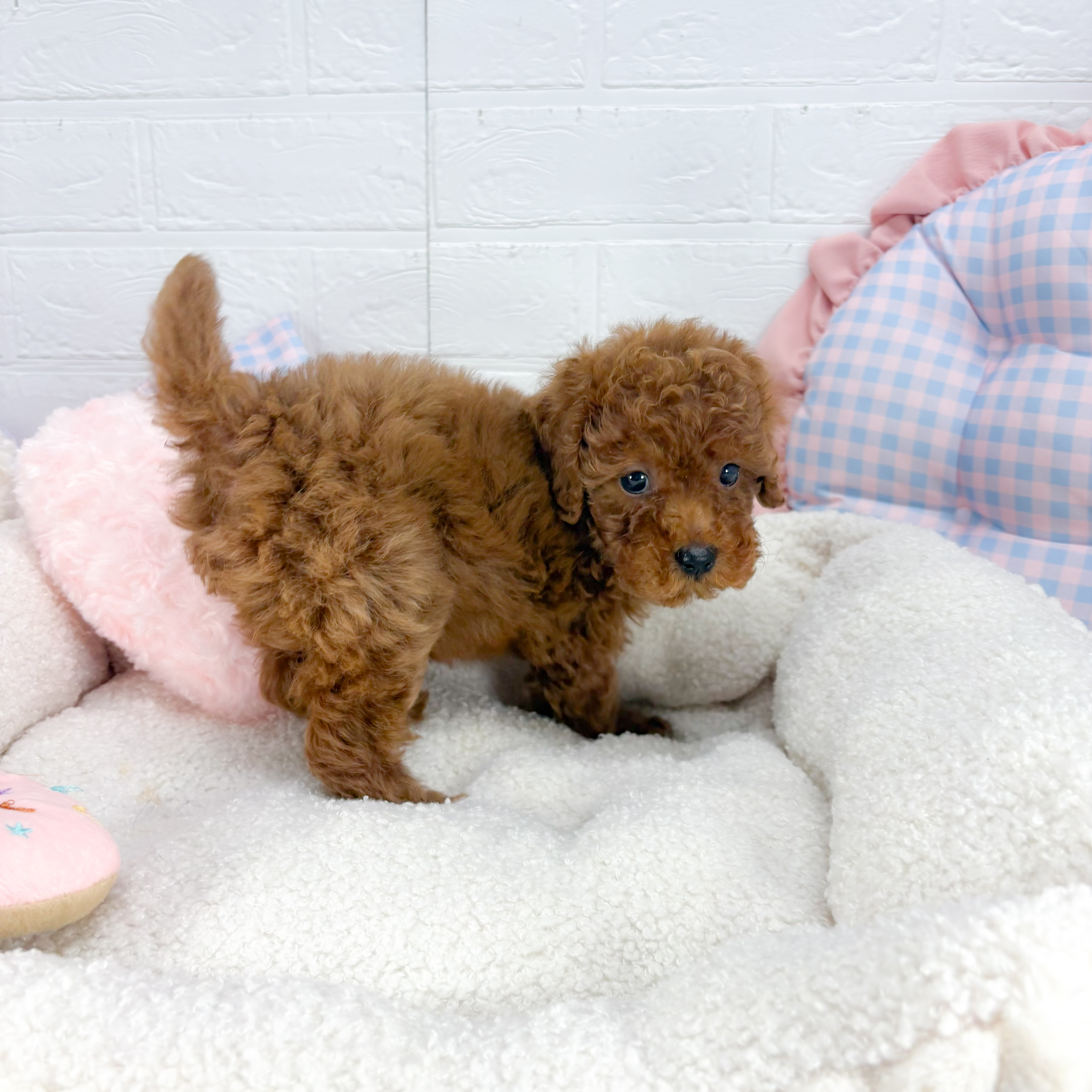 神奈川県のトイプードル(トイ) (犬の家＆猫の里元住吉ブレーメン通り店/2025年9月1日生まれ/女の子/レッド)の子犬の2枚目の画像