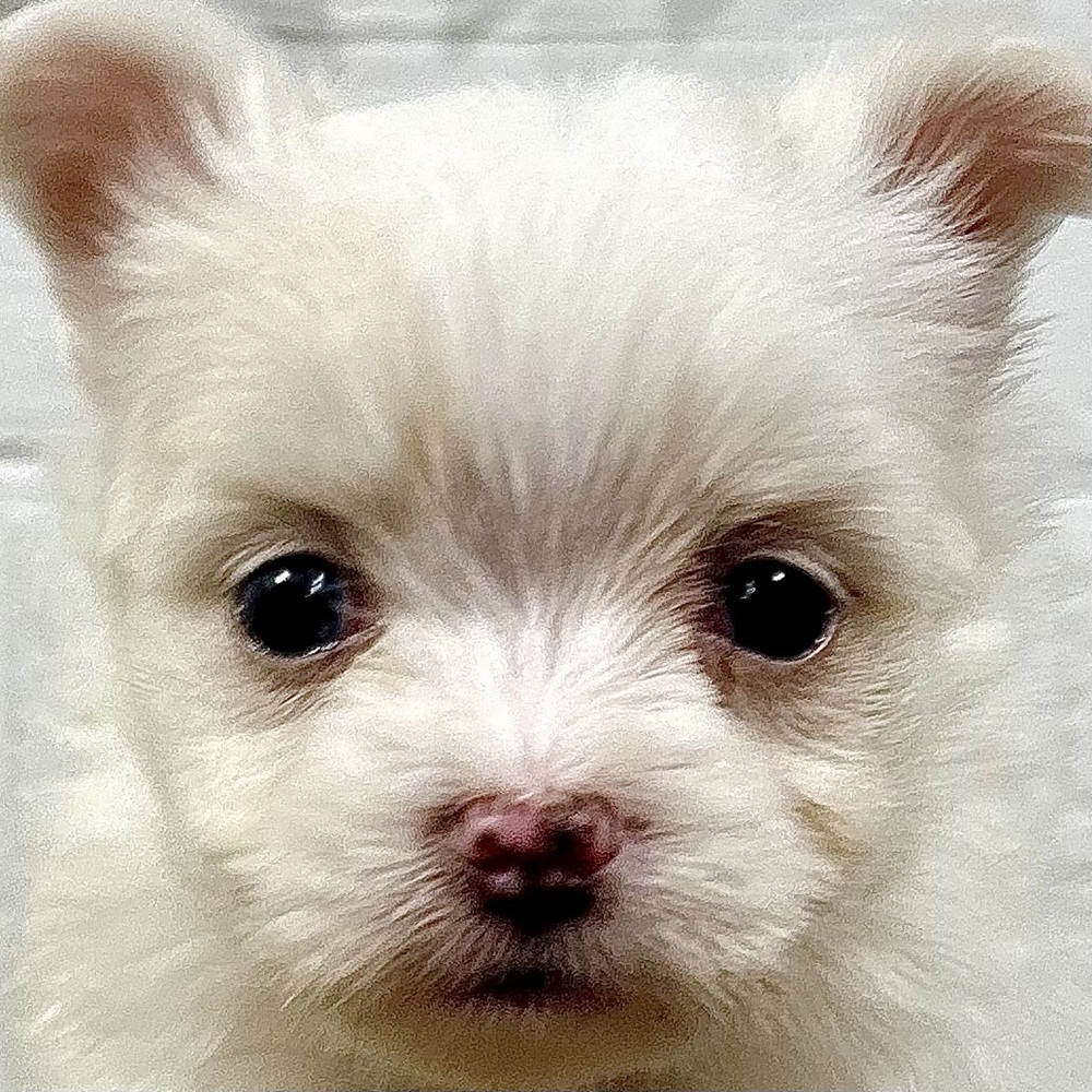 兵庫県のチワマル/マルチワ(チワワ×マルチーズ) (犬の家＆猫の里ニッケパークタウン加古川店/2025年9月11日生まれ/女の子/ホワイトクリーム)の子犬