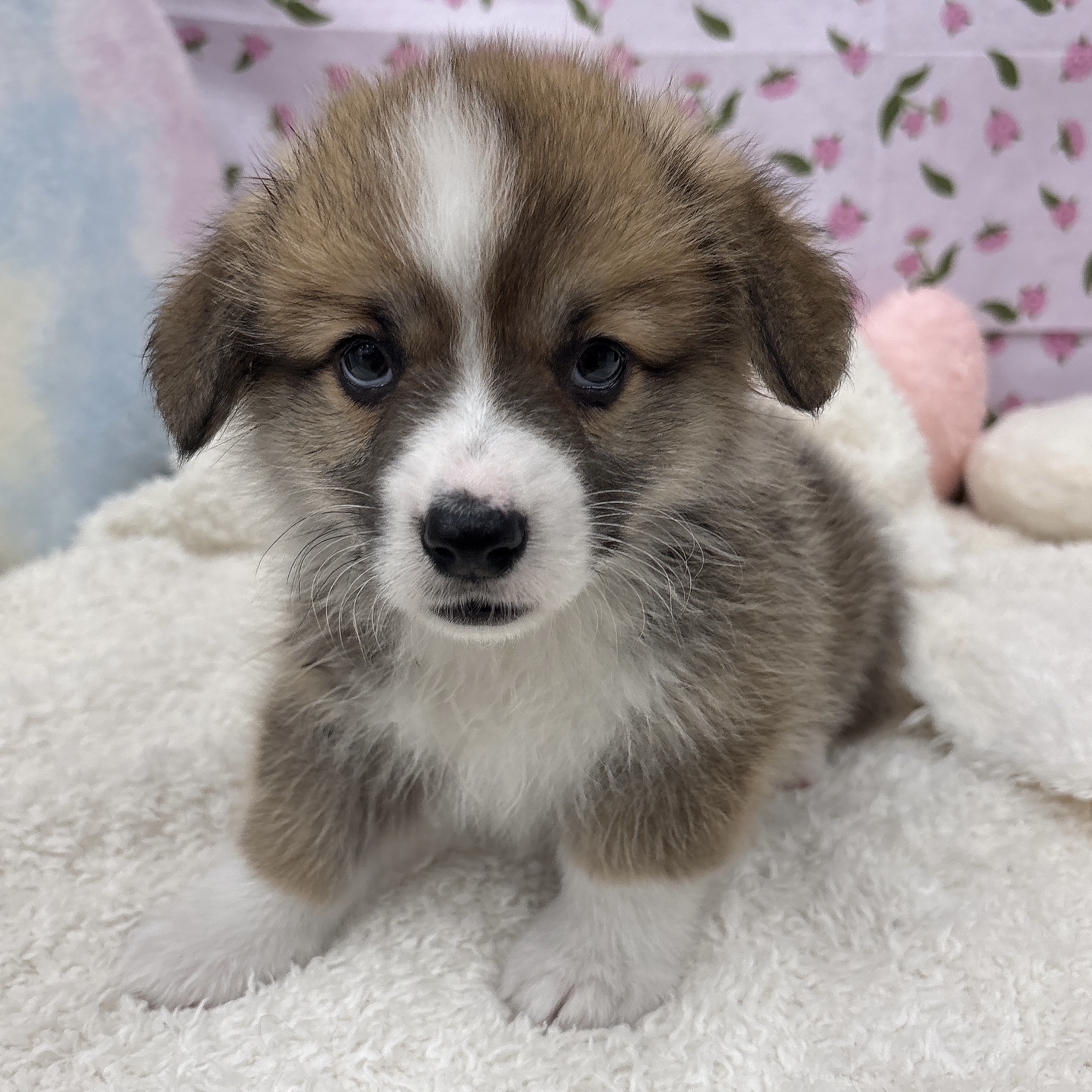 愛知県のウェルシュコーギーペンブローク (犬の家＆猫の里エアポートウォーク店/2026年6月24日生まれ/男の子/セーブルホワイト)の子犬の1枚目の画像