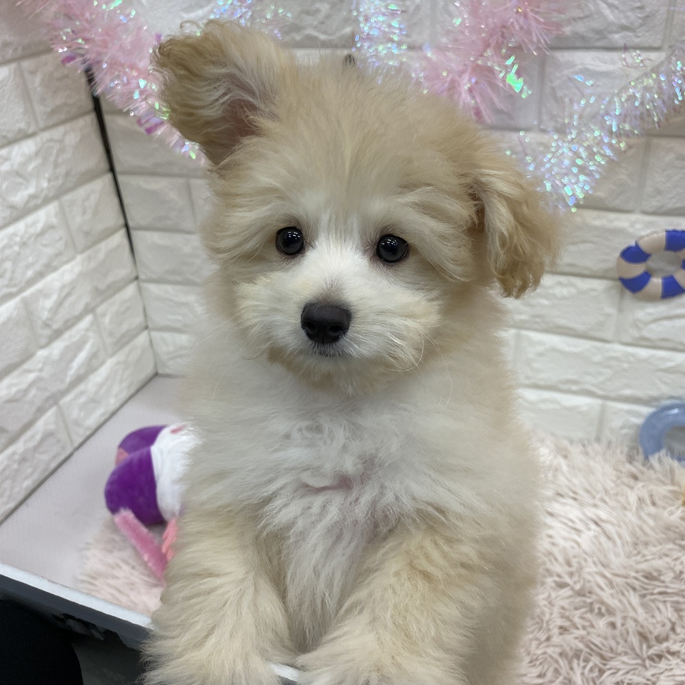 愛知県のポメプー(ポメラニアン×プードル) (犬の家＆猫の里MEGAドン・キホーテ東海名和店/2025年4月5日生まれ/男の子/クリーム)の子犬の2枚目の画像