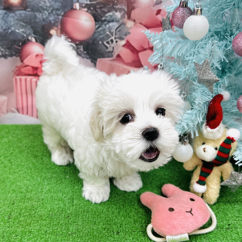 愛知県のマルチーズ (犬の家＆猫の里名古屋天白店/2025年8月29日生まれ/女の子/ホワイト)の子犬の2枚目の画像