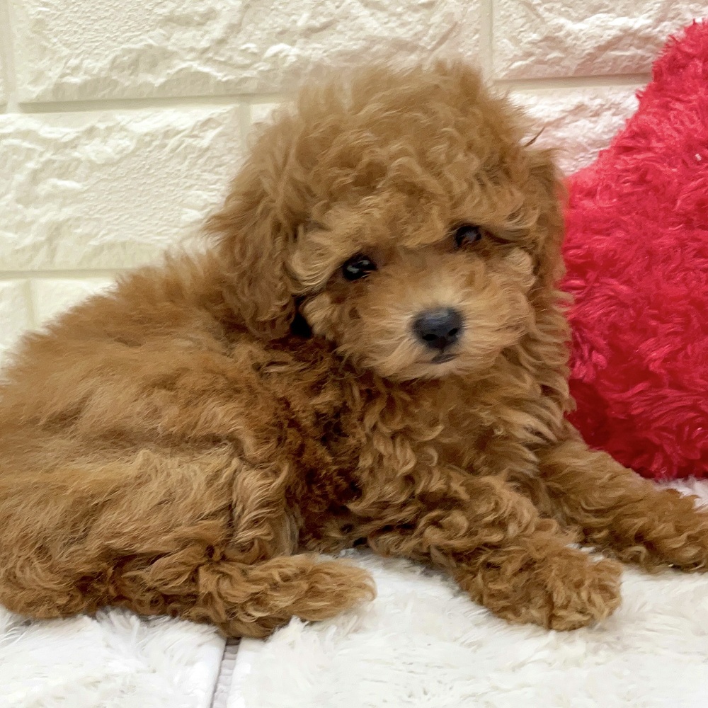 愛知県のトイプードル(トイ) (犬の家＆猫の里アミーゴ神の倉店/2026年7月18日生まれ/女の子/レッドフォーン)の子犬の2枚目の画像