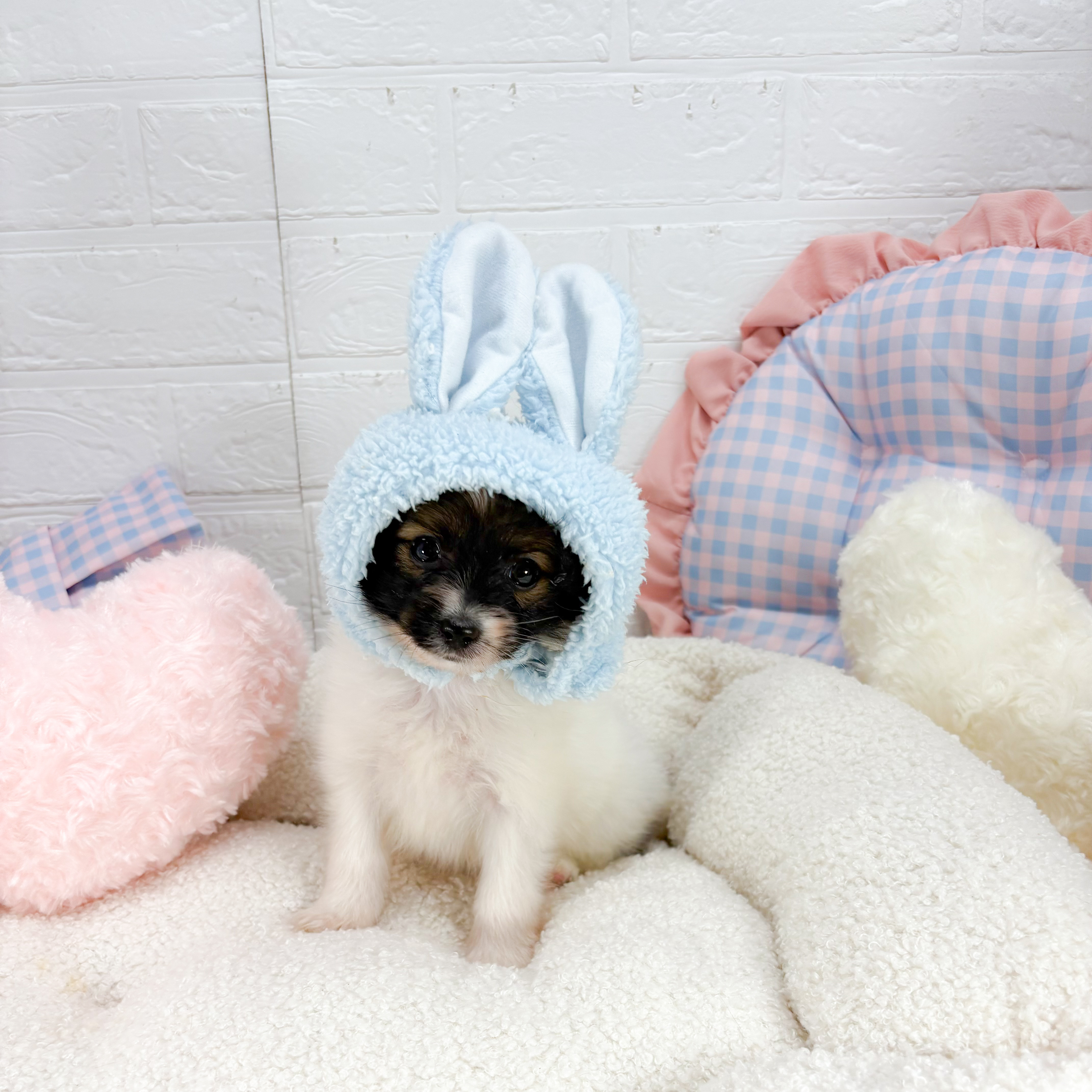 神奈川県のパピヨン (犬の家＆猫の里元住吉ブレーメン通り店/2025年9月2日生まれ/男の子/ホワイトブラウン)の子犬の2枚目の画像