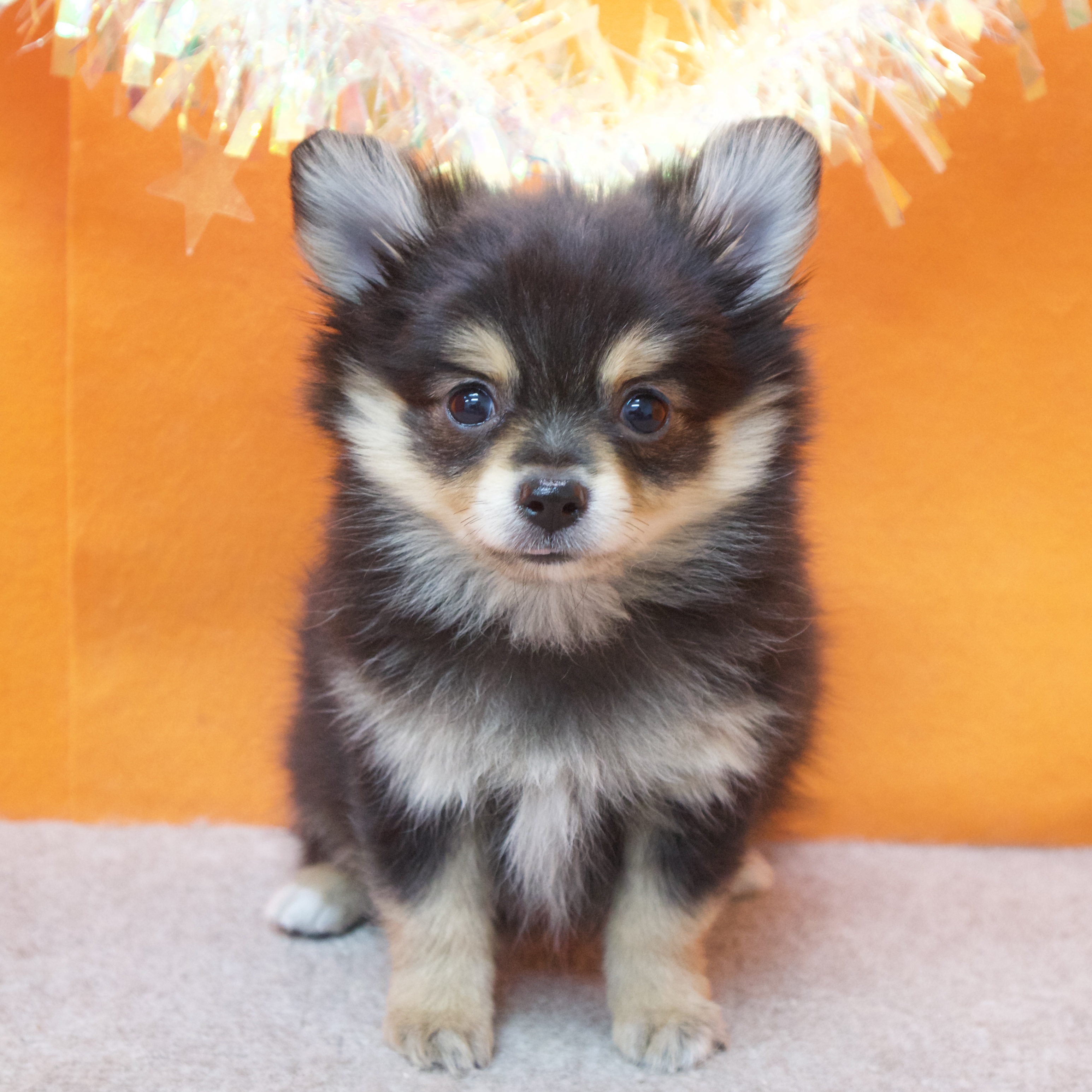 大阪府のポメチワ/チワポメ/ポメチー(ポメラニアン×チワワ) (犬の家＆猫の里吹田店/2025年12月5日生まれ/男の子/ブラックタン)の子犬の2枚目の画像
