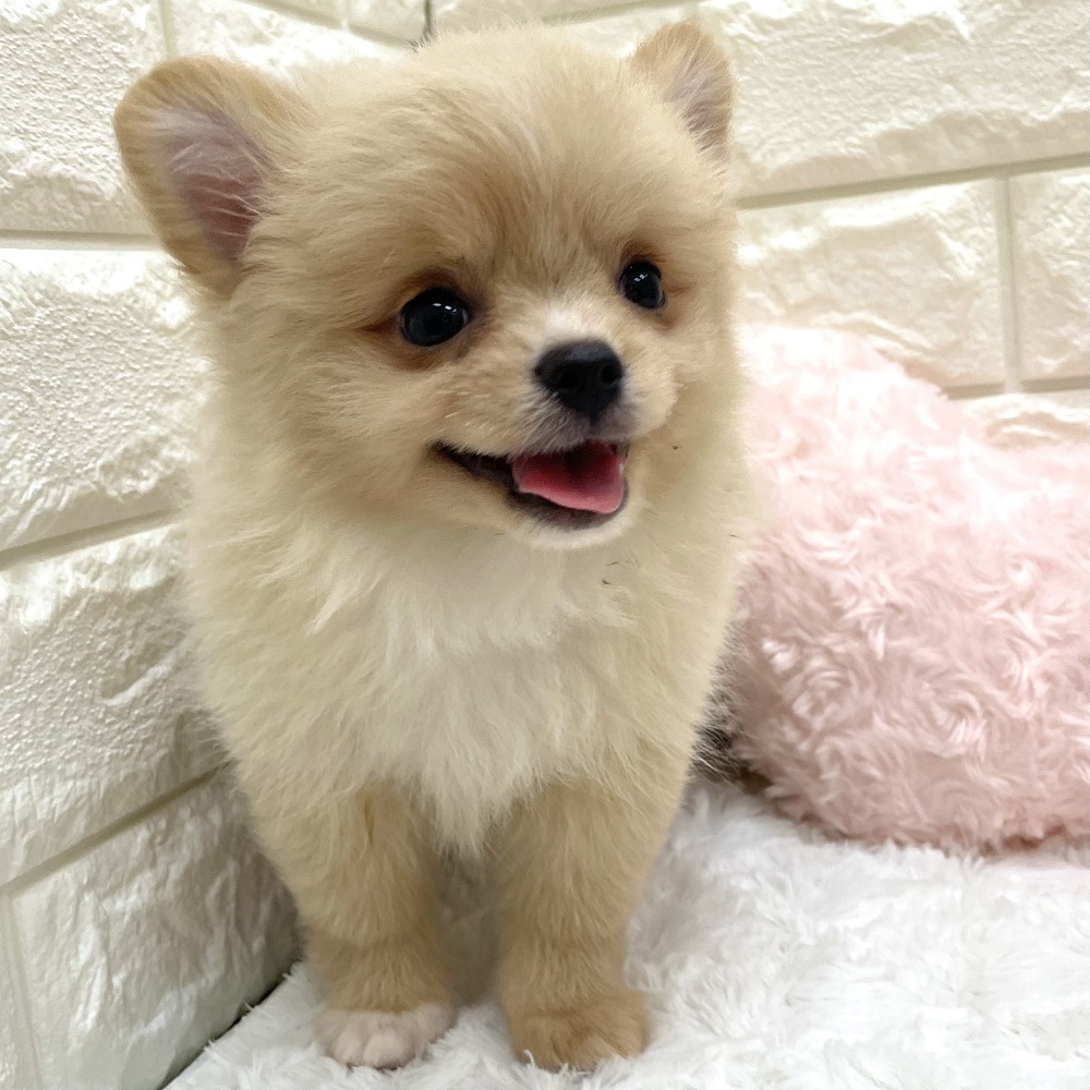 ハーフ犬女の子の写真