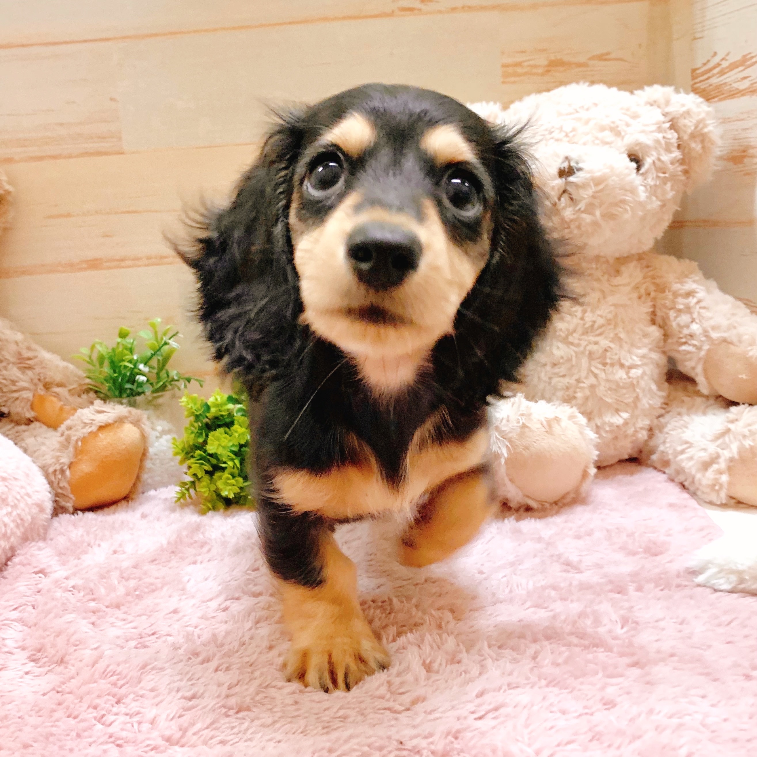 兵庫県のミニチュアダックスフンド(ロング) (犬の家＆猫の里神戸店/2025年5月29日生まれ/女の子/ブラックイエロー)の子犬の2枚目の画像