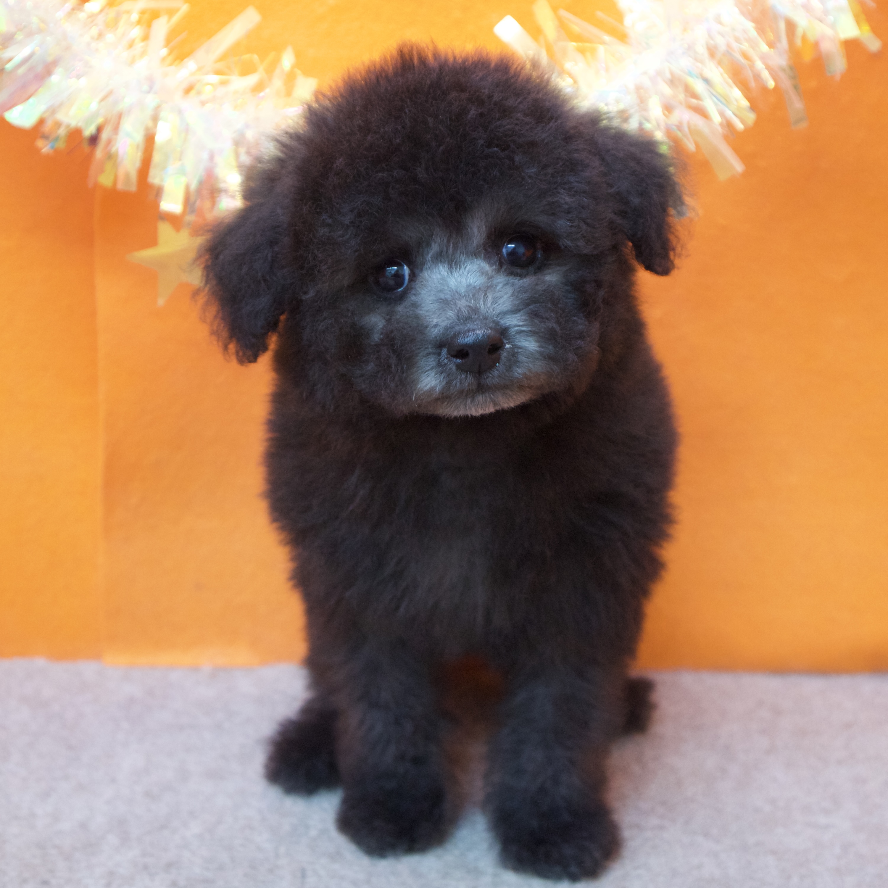 大阪府のトイプードル(トイ) (犬の家＆猫の里吹田店/2025年12月4日生まれ/男の子/グレー)の子犬の1枚目の画像