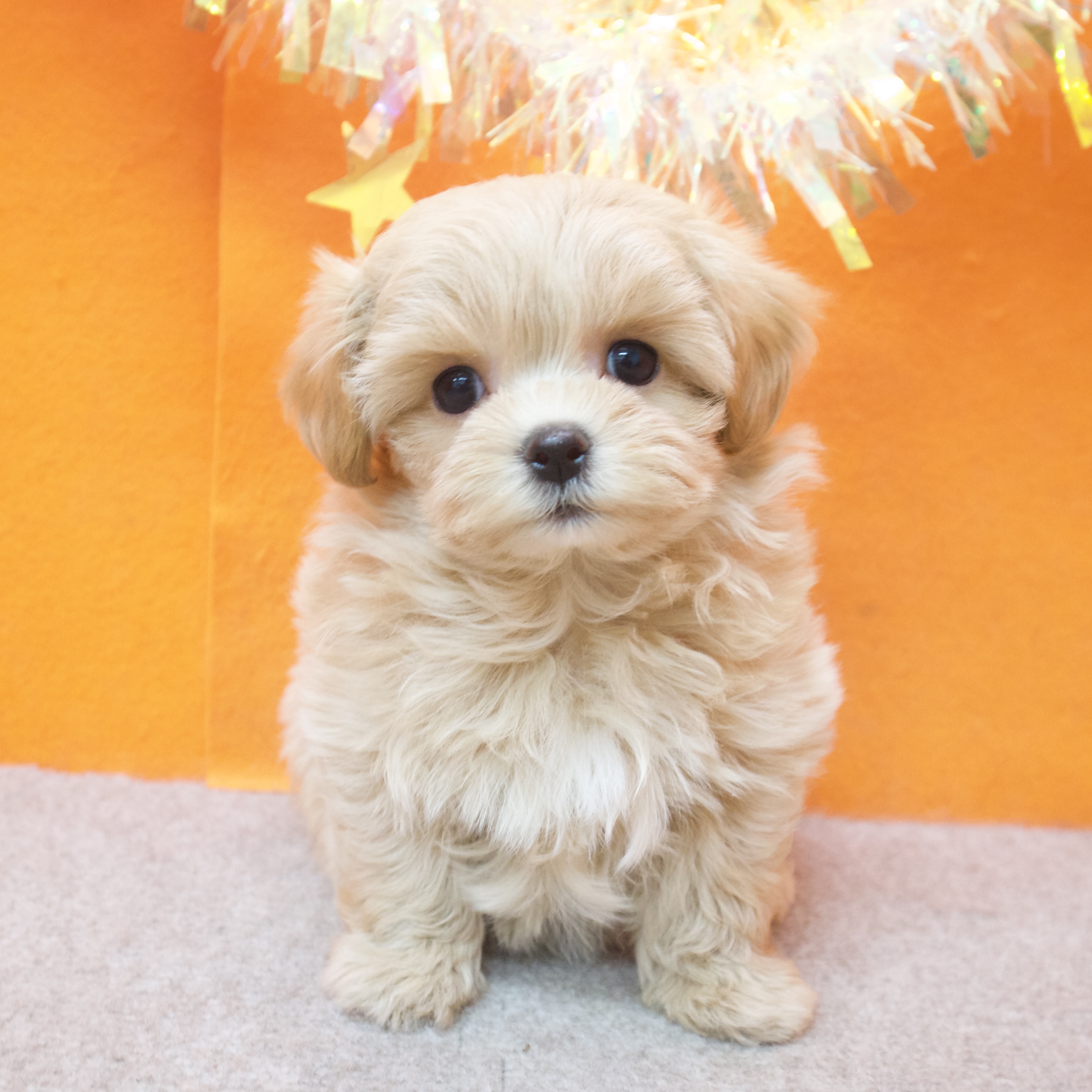 大阪府のマルプー(マルチーズ×プードル) (犬の家＆猫の里吹田店/2025年12月6日生まれ/女の子/アプリコット)の子犬の1枚目の画像
