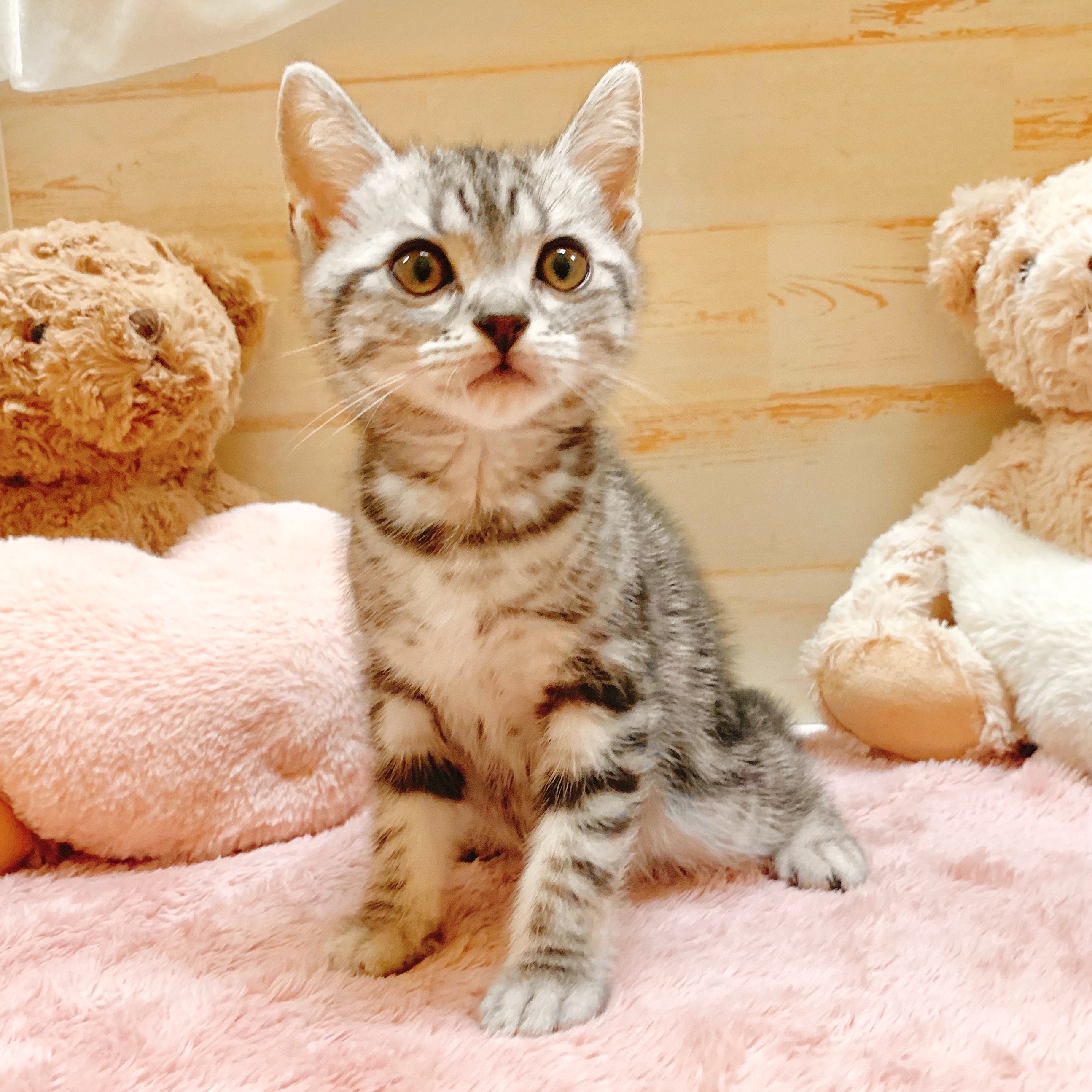 兵庫県のアメリカンショートヘアー (犬の家＆猫の里神戸店/2025年5月25日生まれ/男の子/シルバータビー)の子猫の1枚目の画像