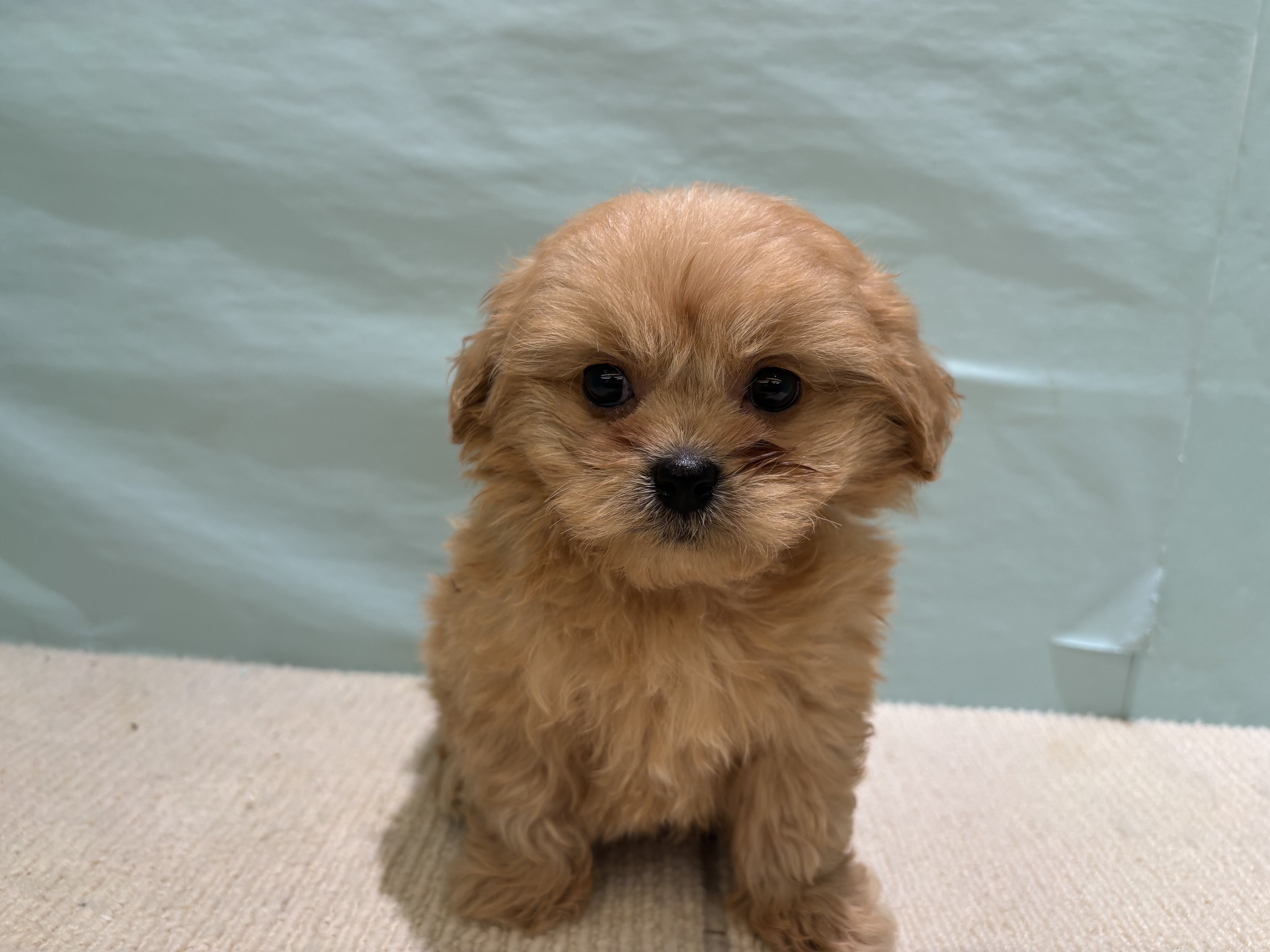 愛知県のペキプー(ペキニーズ×プードル) (犬の家＆猫の里碧南店/2025年9月15日生まれ/男の子/アプリコット)の子犬の2枚目の画像