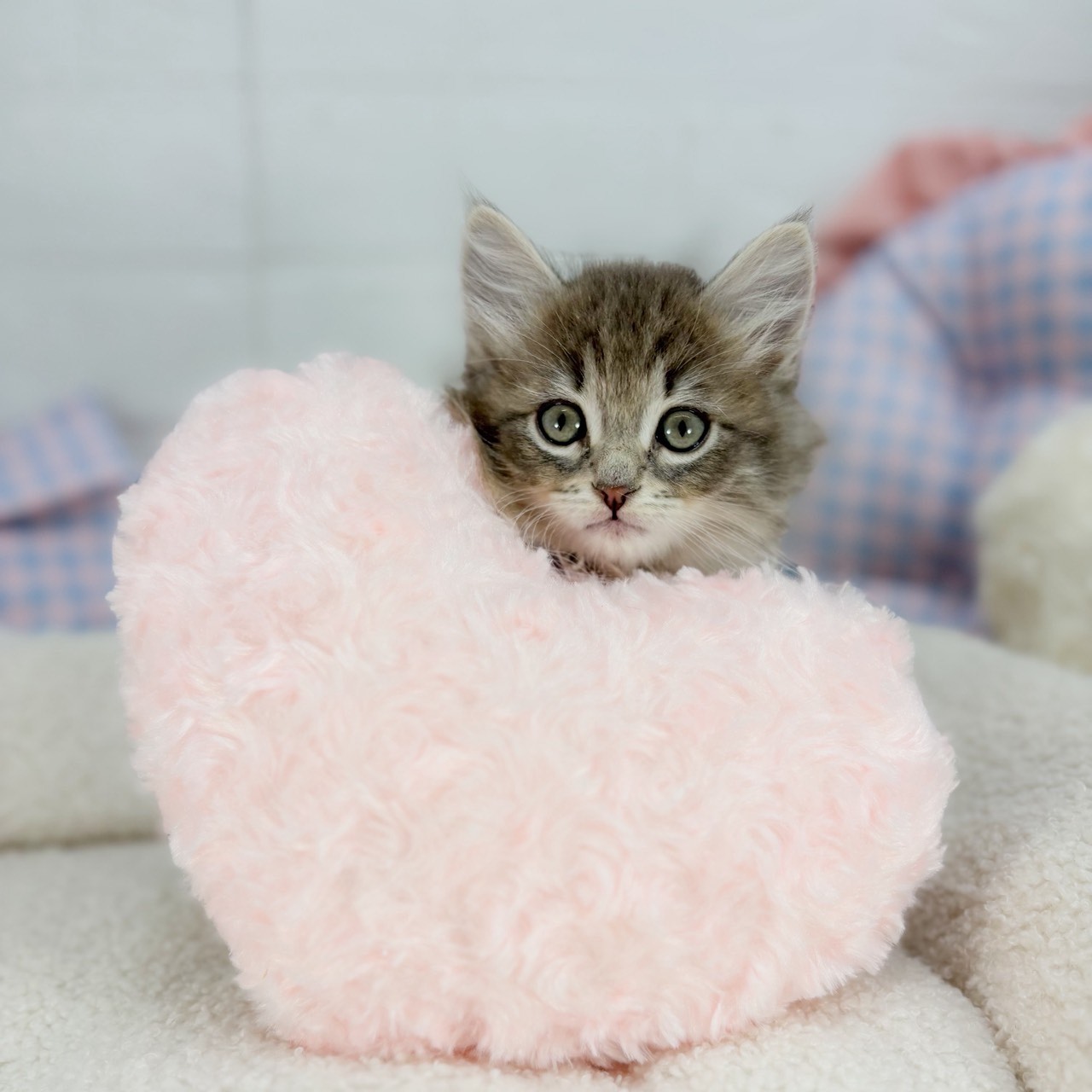 神奈川県のサイベリアン (犬の家＆猫の里元住吉ブレーメン通り店/2025年9月1日生まれ/男の子/ブルータビー)の子猫の2枚目の画像