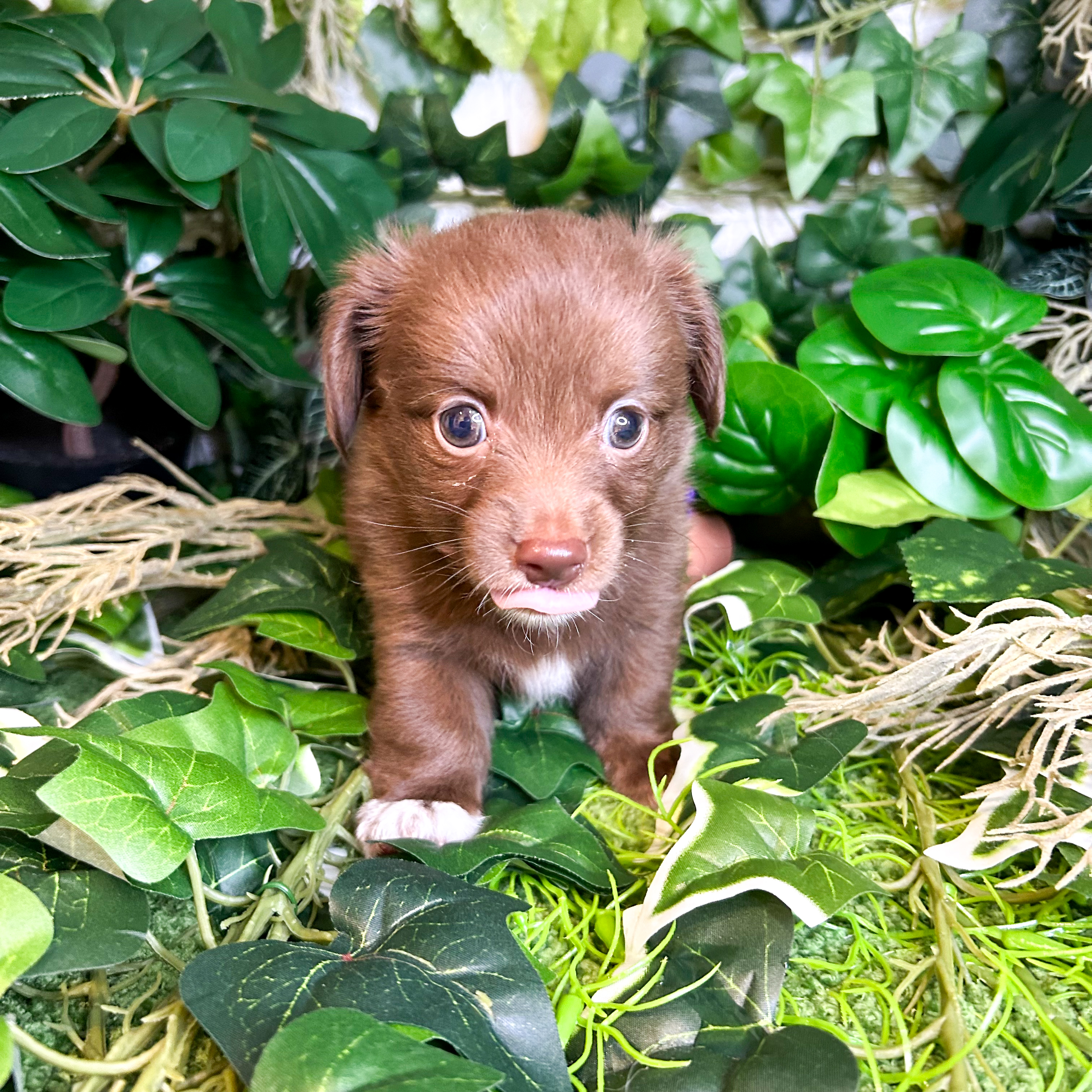 東京都のチワックス(チワワ×ダックス) (犬の家＆猫の里新宿店/2026年6月29日生まれ/男の子/チョコレート)の子犬の2枚目の画像
