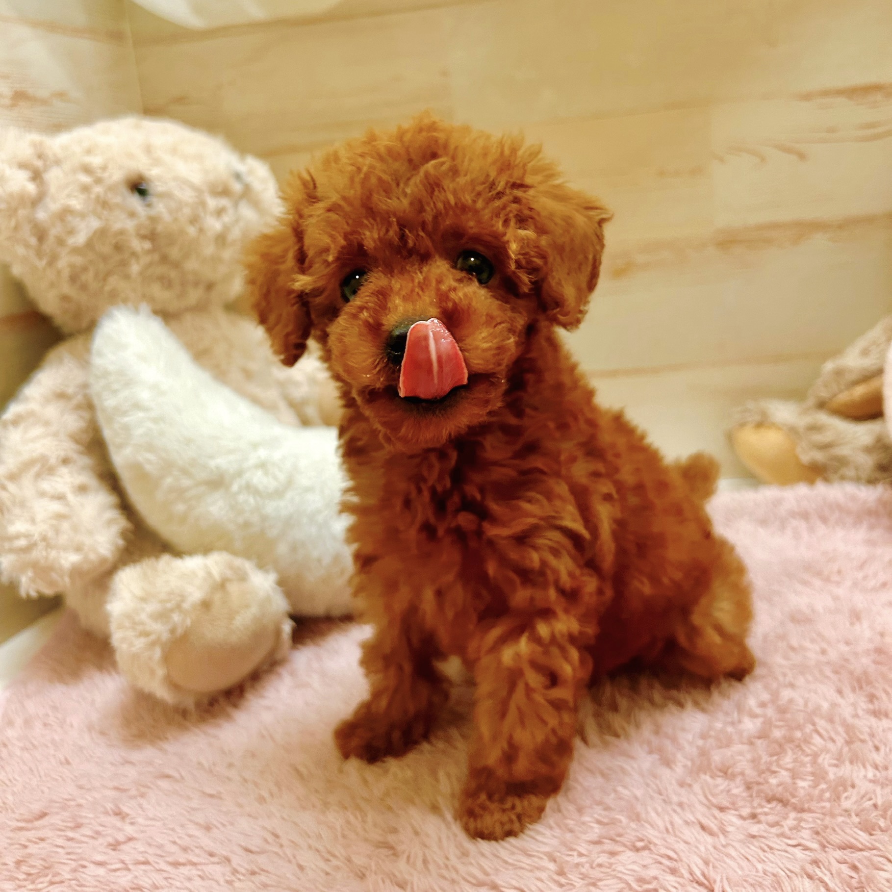 兵庫県のトイプードル(トイ) (犬の家＆猫の里神戸店/2025年11月14日生まれ/男の子/レッドフォーン)の子犬の2枚目の画像