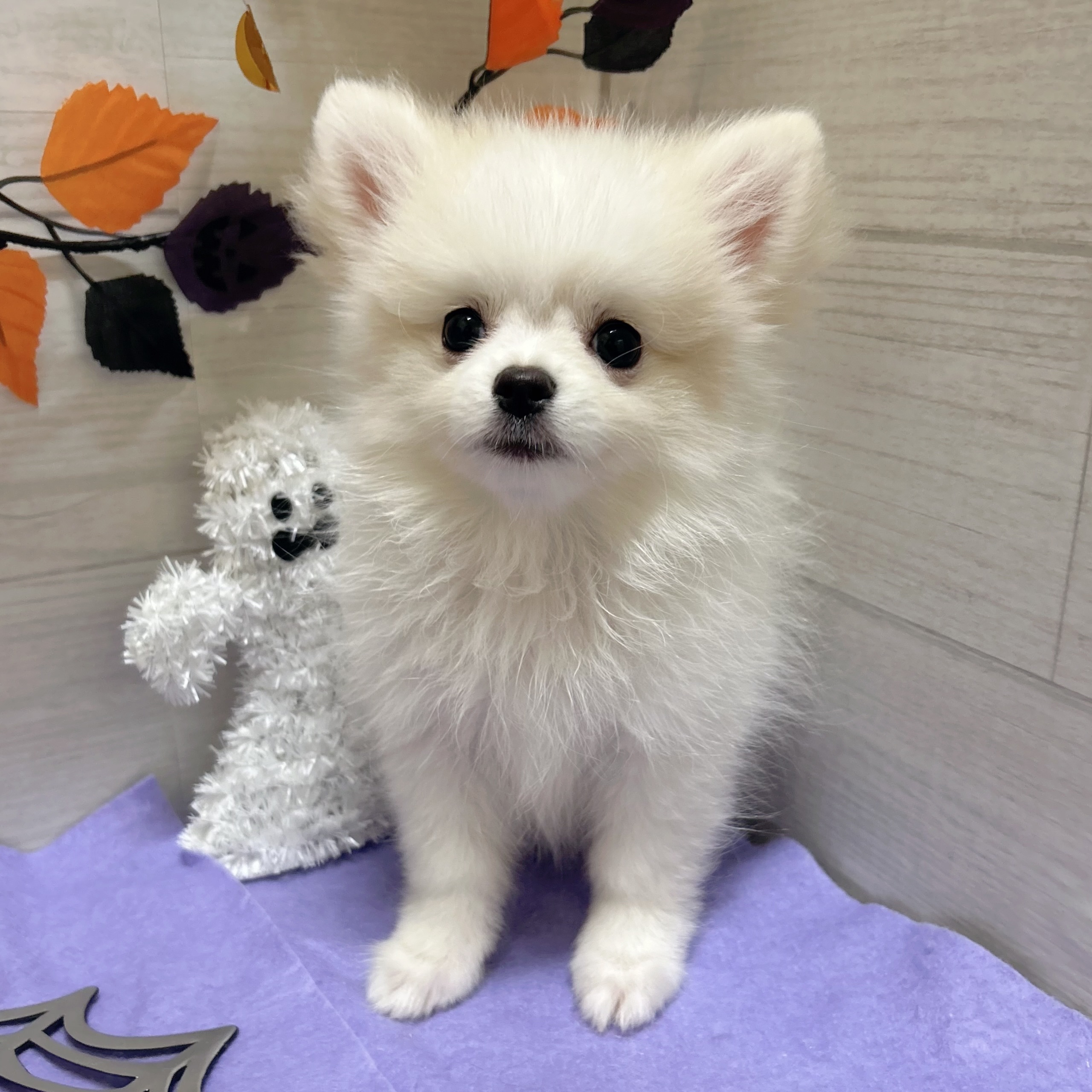 岡山県のポメチワ/チワポメ/ポメチー(ポメラニアン×チワワ) (犬の家＆猫の里天満屋ハピーズ西大寺モール店/2026年7月21日生まれ/女の子/クリームホワイト)の子犬の2枚目の画像