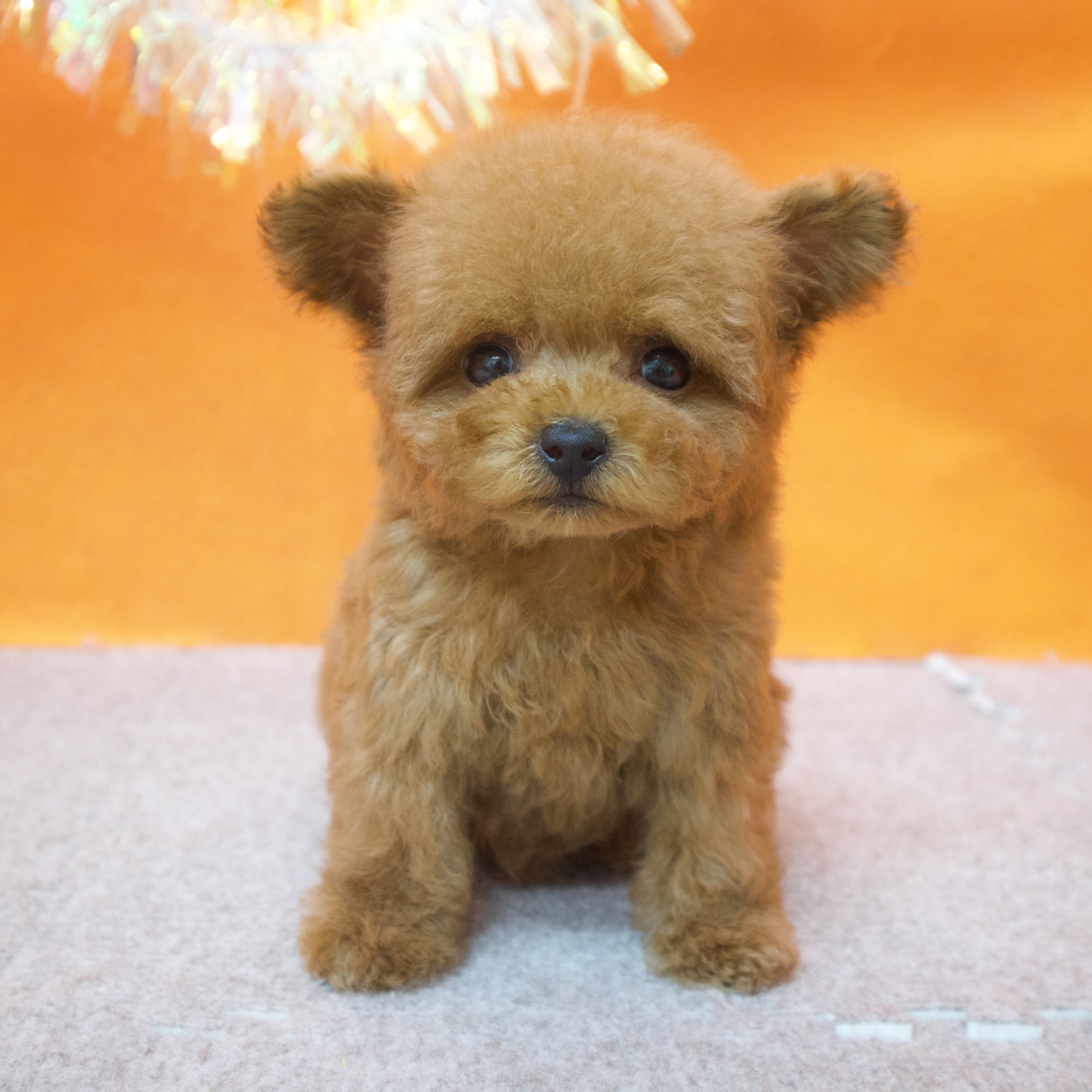 大阪府のトイプードル(ティーカップ) (犬の家＆猫の里吹田店/2025年12月13日生まれ/男の子/レッドフォーン)の子犬